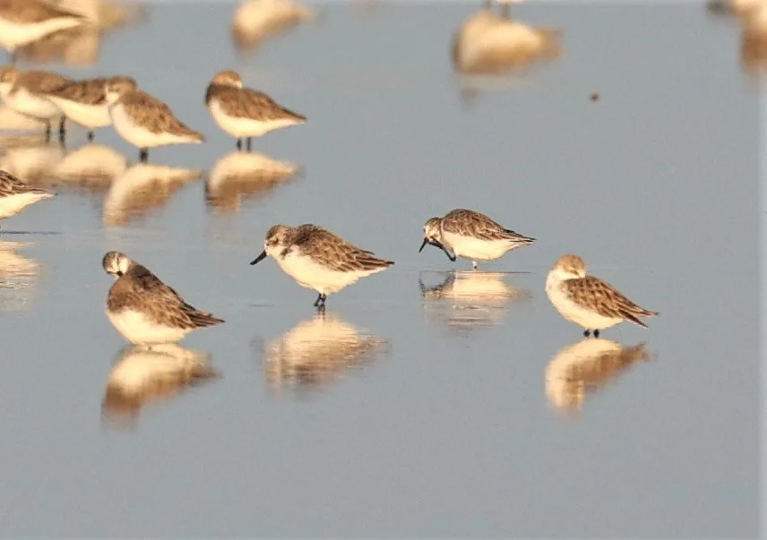 SANDPIPER - SPOON-BILLED SANDPIPER - Calidris pygmeus - PAK THALE 16 & 19 OCTOBER 2021 (18).jpg