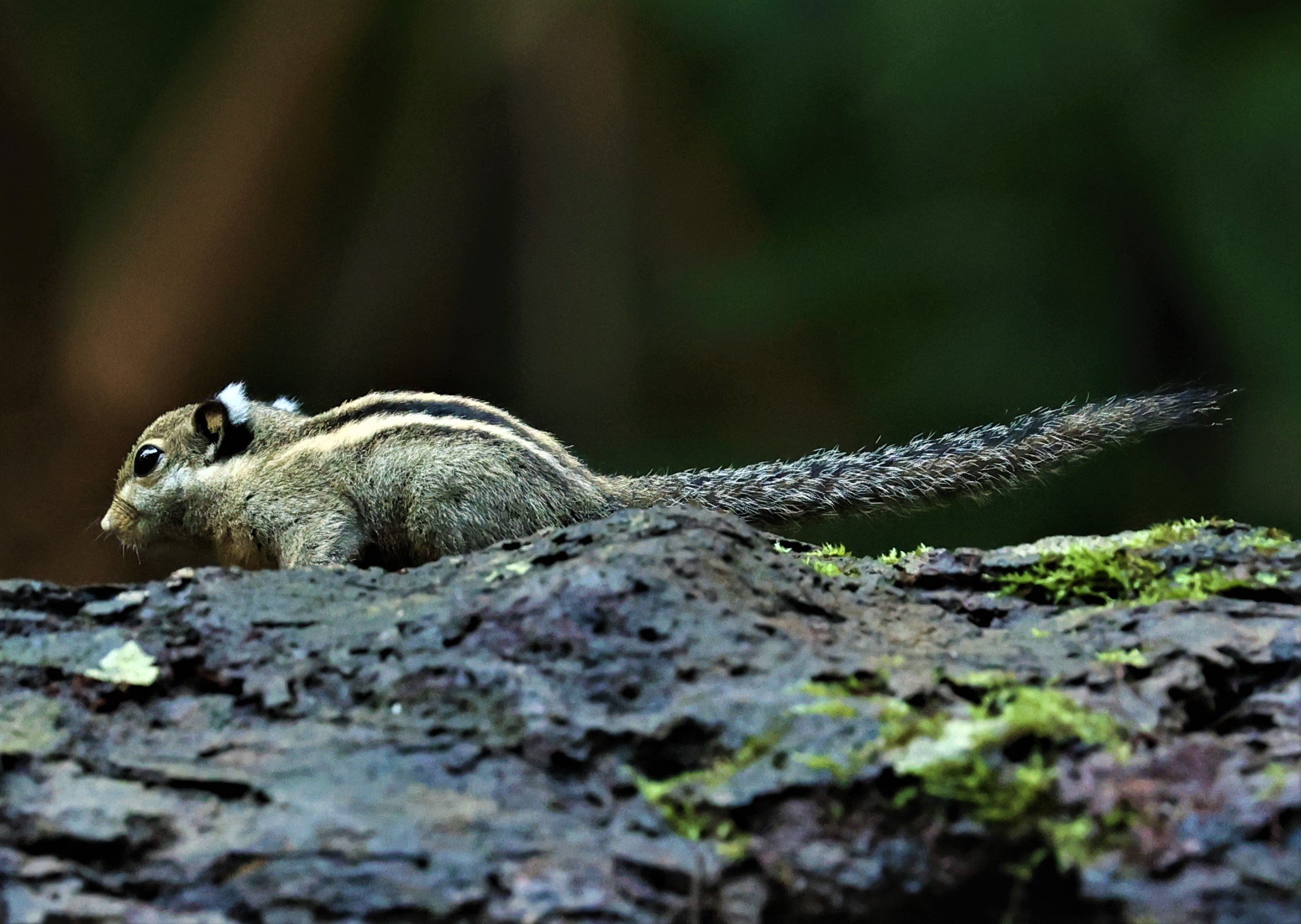 Tamiops mcclellandii - HIMALAYAN STRIPED SQUIRREL - BUKIT TINGGI MALAYSIA JUNE 2022 (13).jpg
