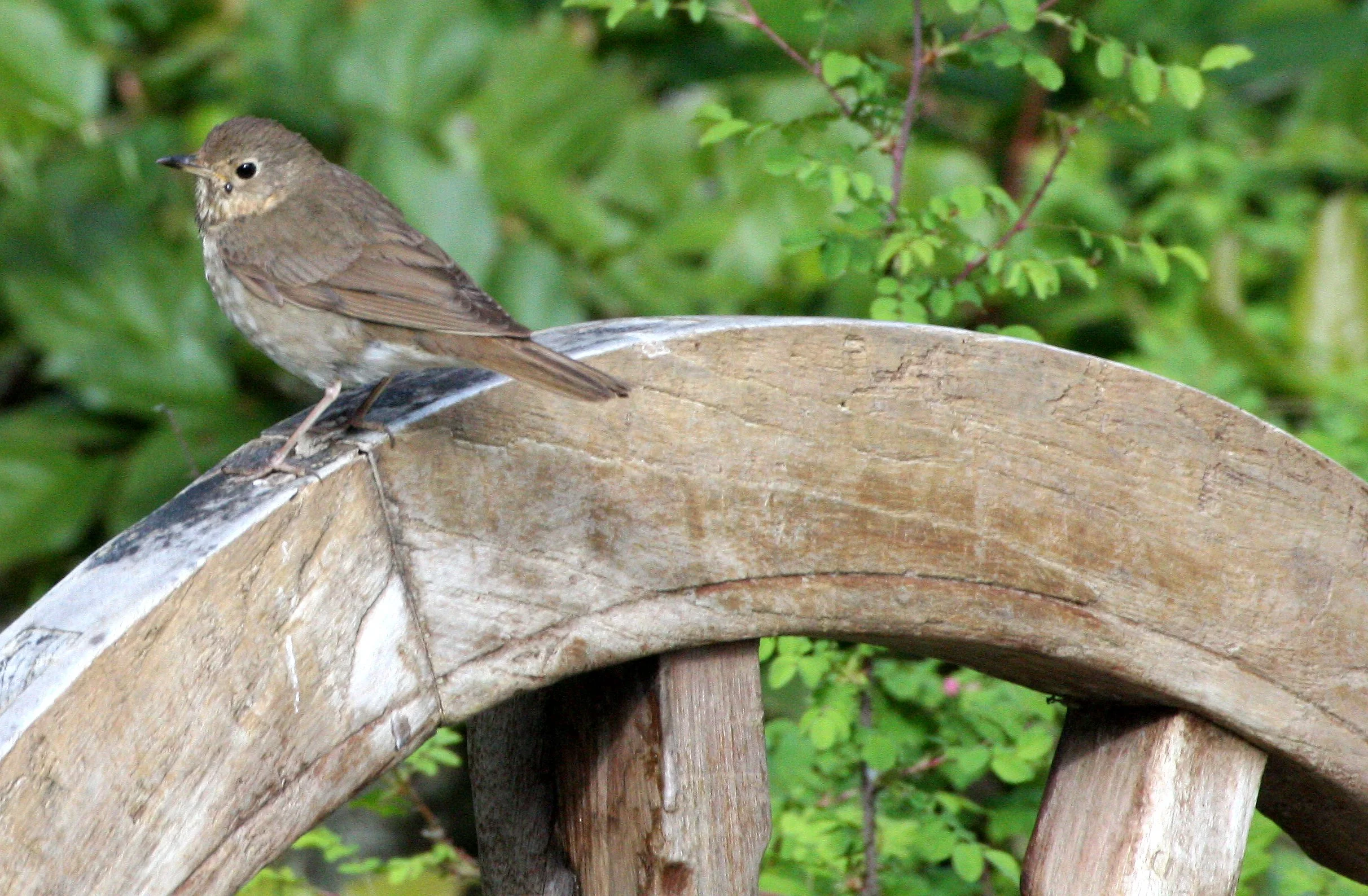 BIRD - THRUSH - SWAINSON'S THRUSH - LAKE FARM TRAILS (2).JPG
