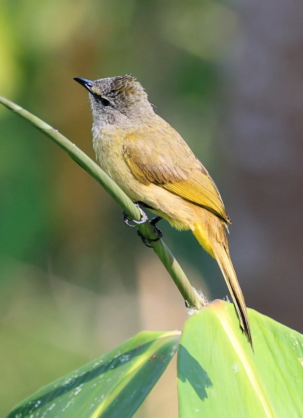 Flavescent Bulbul (Pycnonotus flavescens) Kaeng Krachan National Park ESS Expedition 2026 (14).jpg