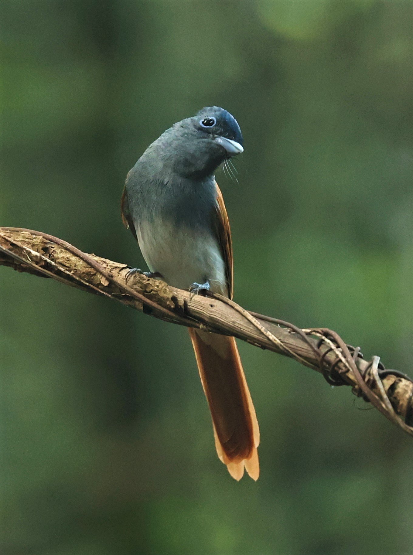 PARADISE-FLYCATCHER - BLYTH'S PARADISE-FLYCATCHER - Terpsiphone affinis - WAT THAM PRATHUM CHONBURI OCT 20, 2022 (12).jpg