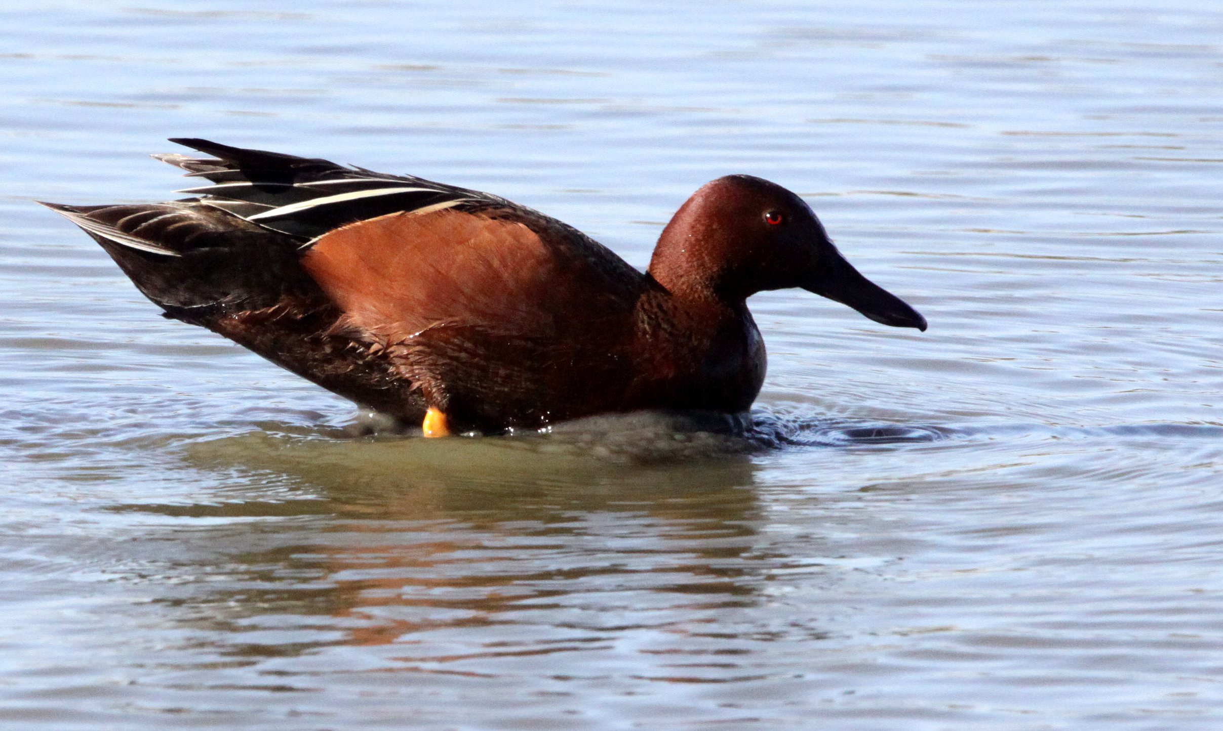 BIRD - DUCK - TEAL - CINNAMON TEAL - SAN JOAQUIN WILDLIFE RESERVE IRVINE CALIFORNIA (3).JPG
