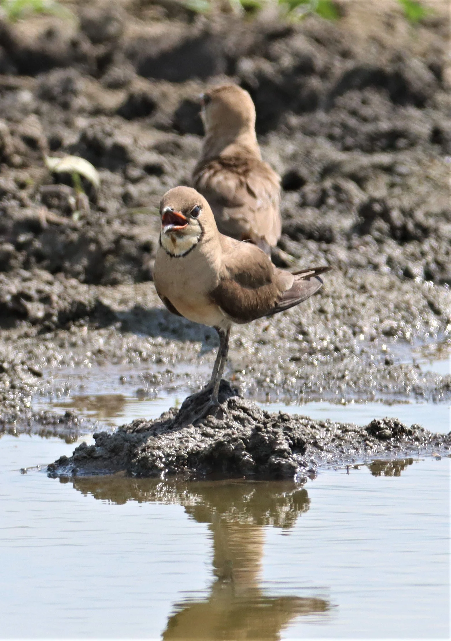 PRATINCOLE - ORIENTAL PRATINCOLE - Glaveola maldivarum - BANG KHAEM WETLANDS NAKHON PATHOM (25).jpg