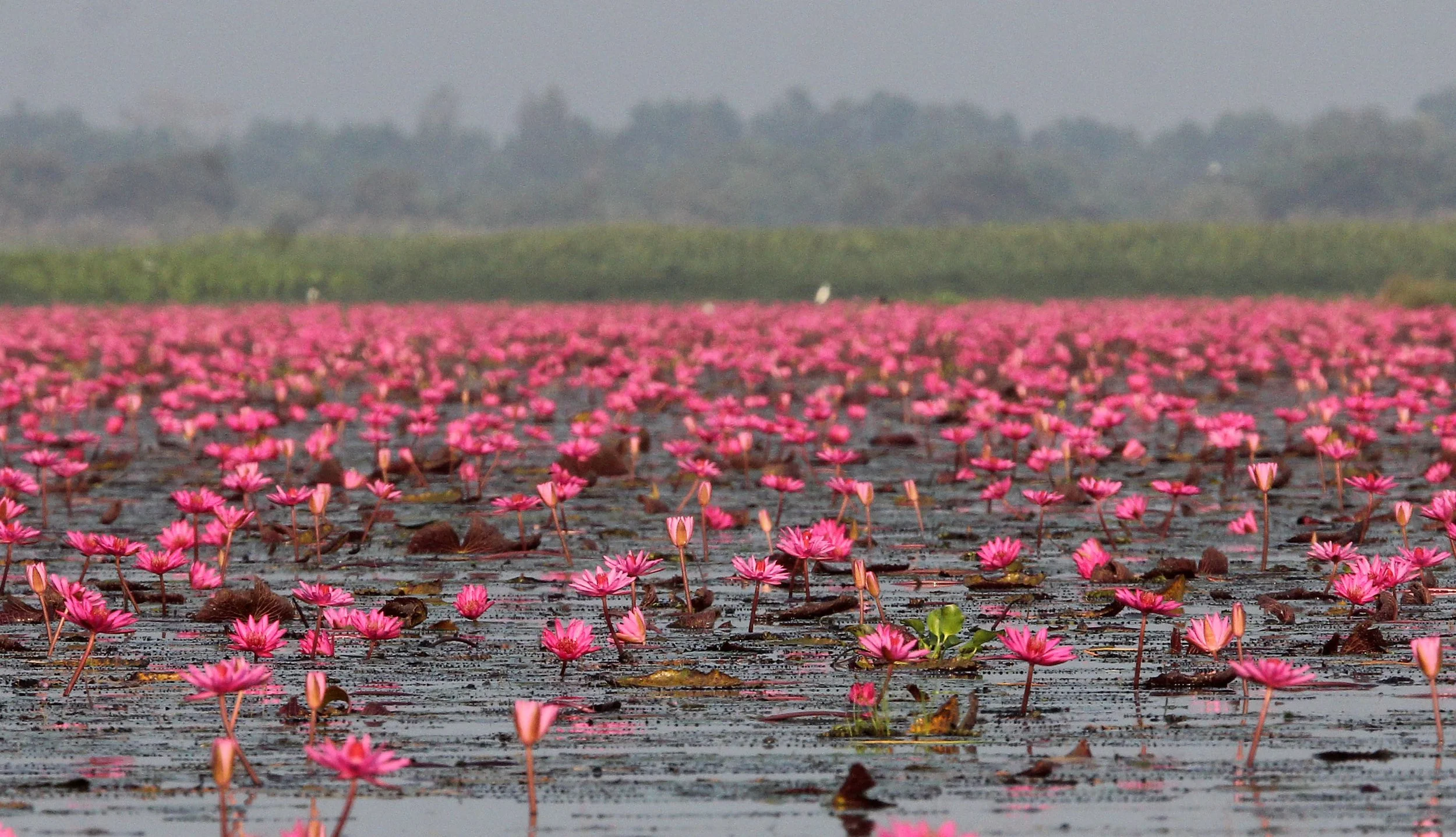 2018 Thale Noi Bird Sanctuary Patthalung (52).JPG