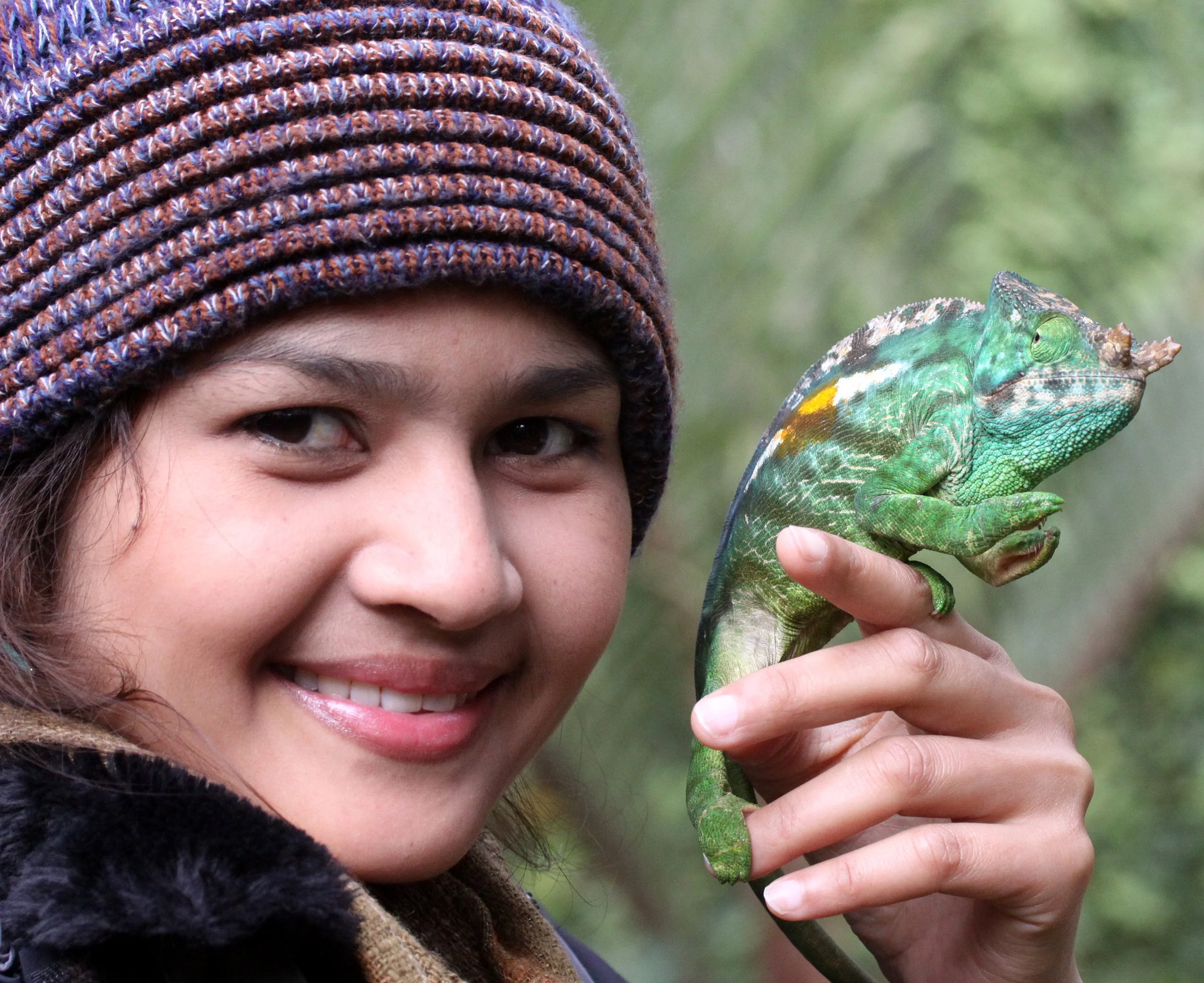 Parson's Chameleon (Calumma parsonii) Madagascar
