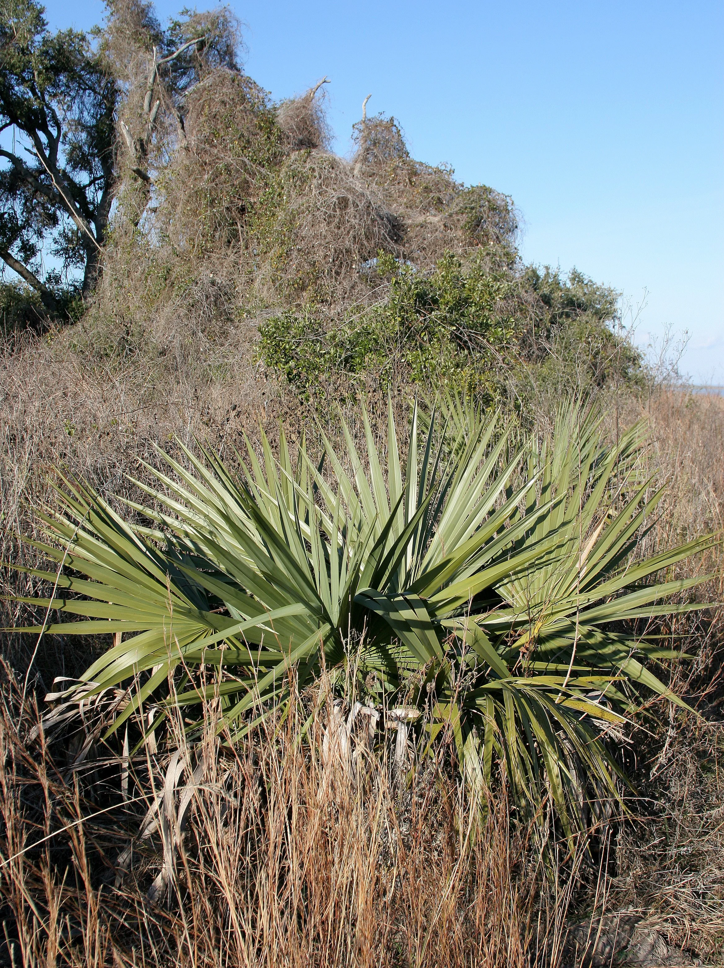 ARANZAS NWR - TEXAS.jpg