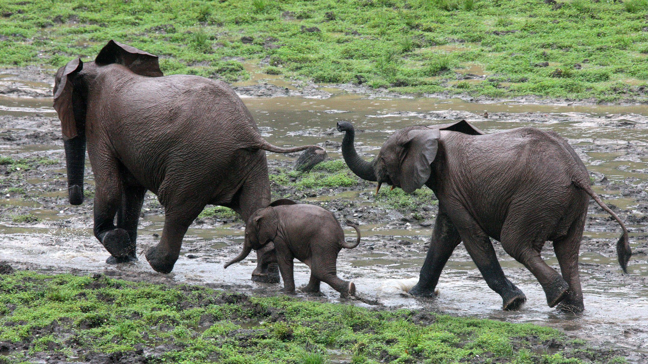 ELEPHANT - FOREST ELEPHANT - DZANGHA BAI - DZANGHA NDOKI NP - CENTRAL AFRICAN REPUBLIC (130).JPG