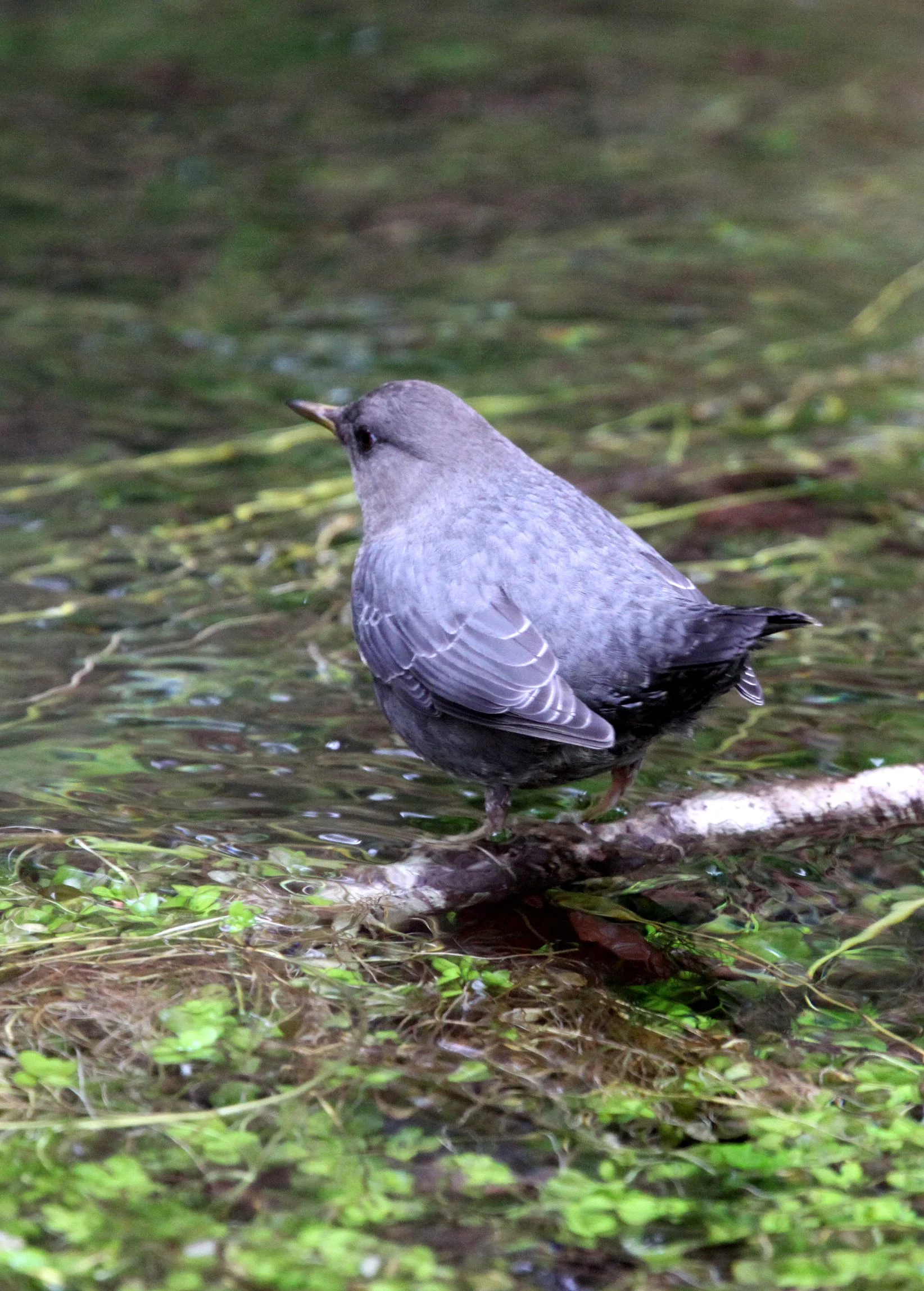 American dipper (Cinclus mexicanus) Hoh Rainforest Washington State (8).JPG
