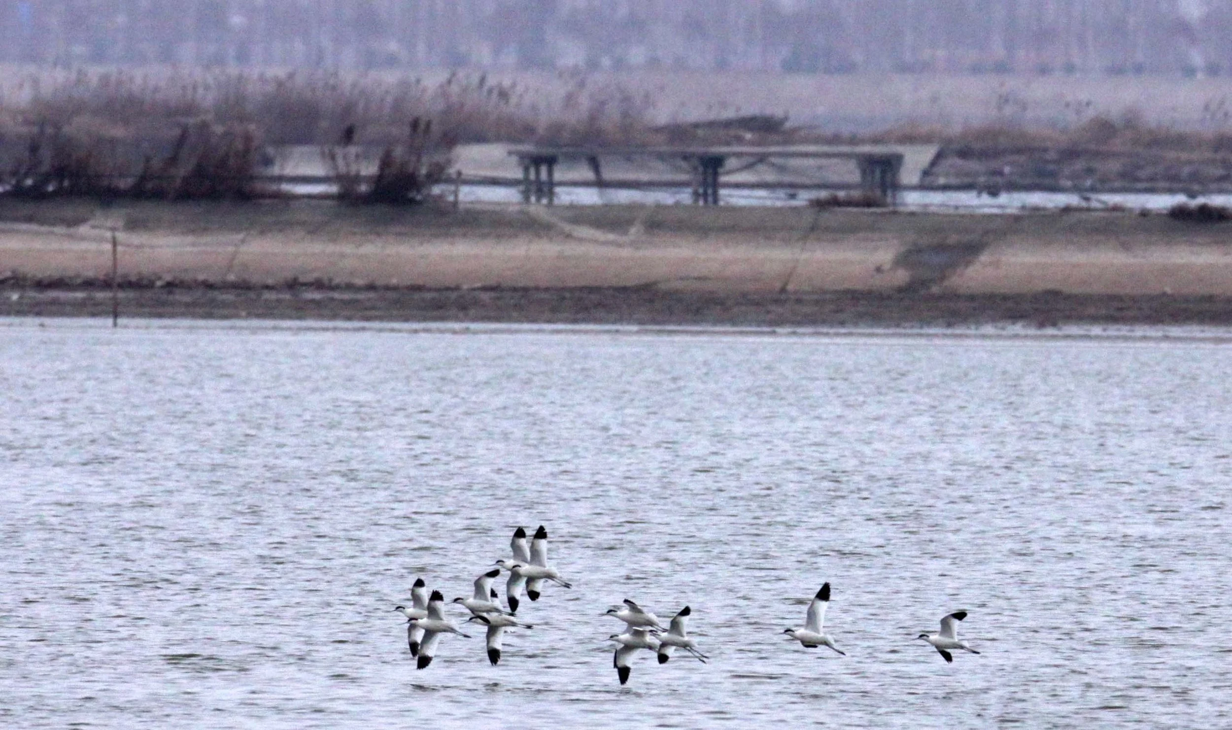 BIRD - AVOCET - PIED AVOCET- YANCHENG CHINA (3).JPG
