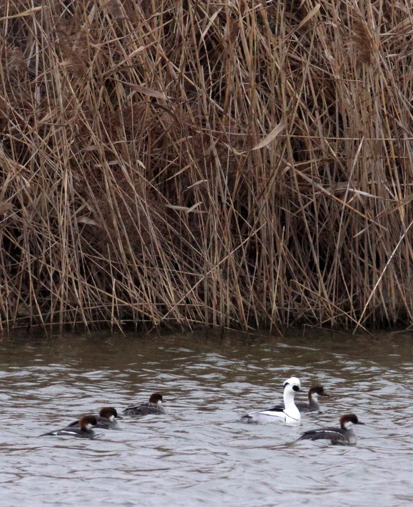 SMEW - Mergellus albellus - YANCHENG CHINA (16).JPG