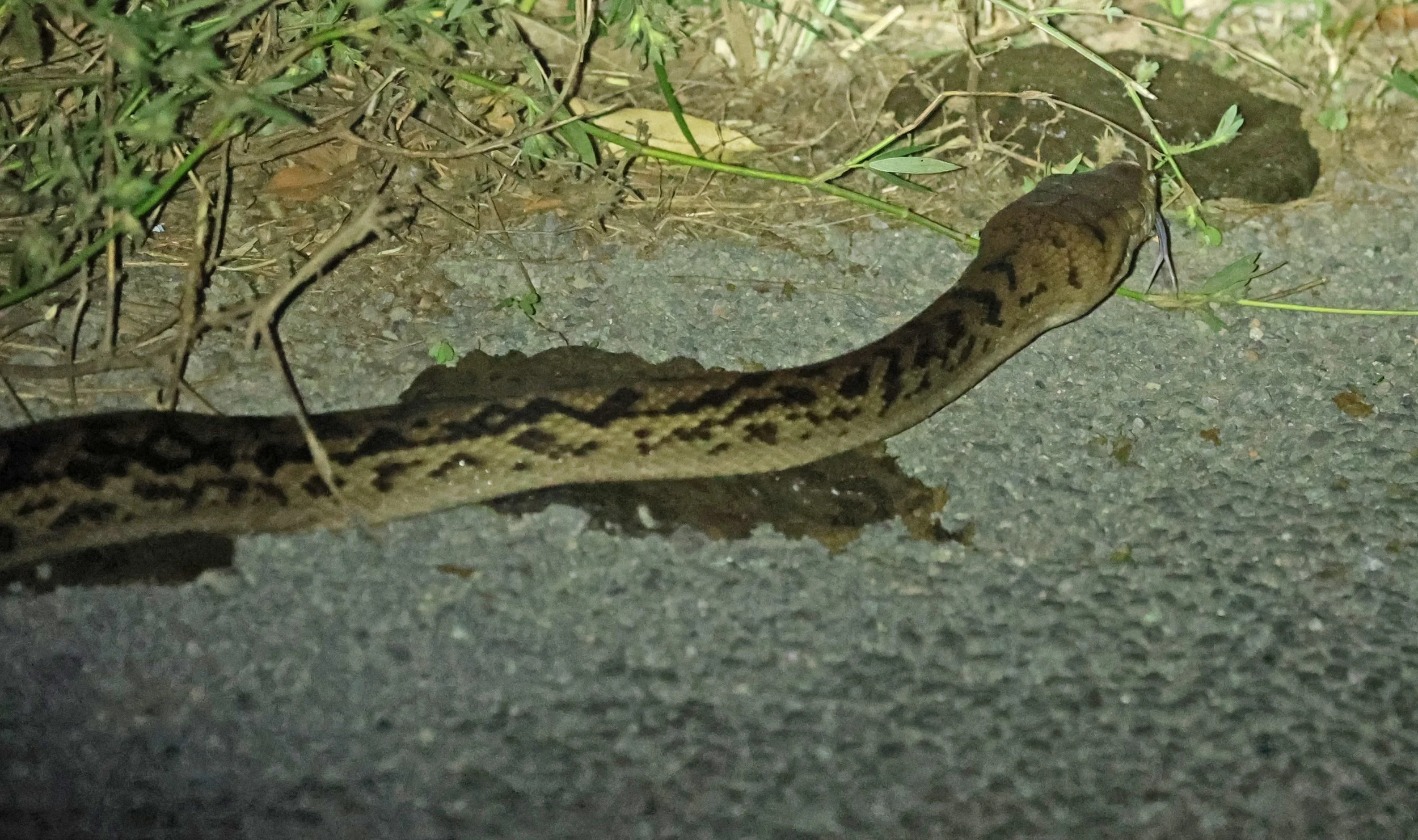 Amethystine or Australian Scrub Python (Simalia kinghorni) Road to Lions Den Restaurant - Queensland (4).jpg