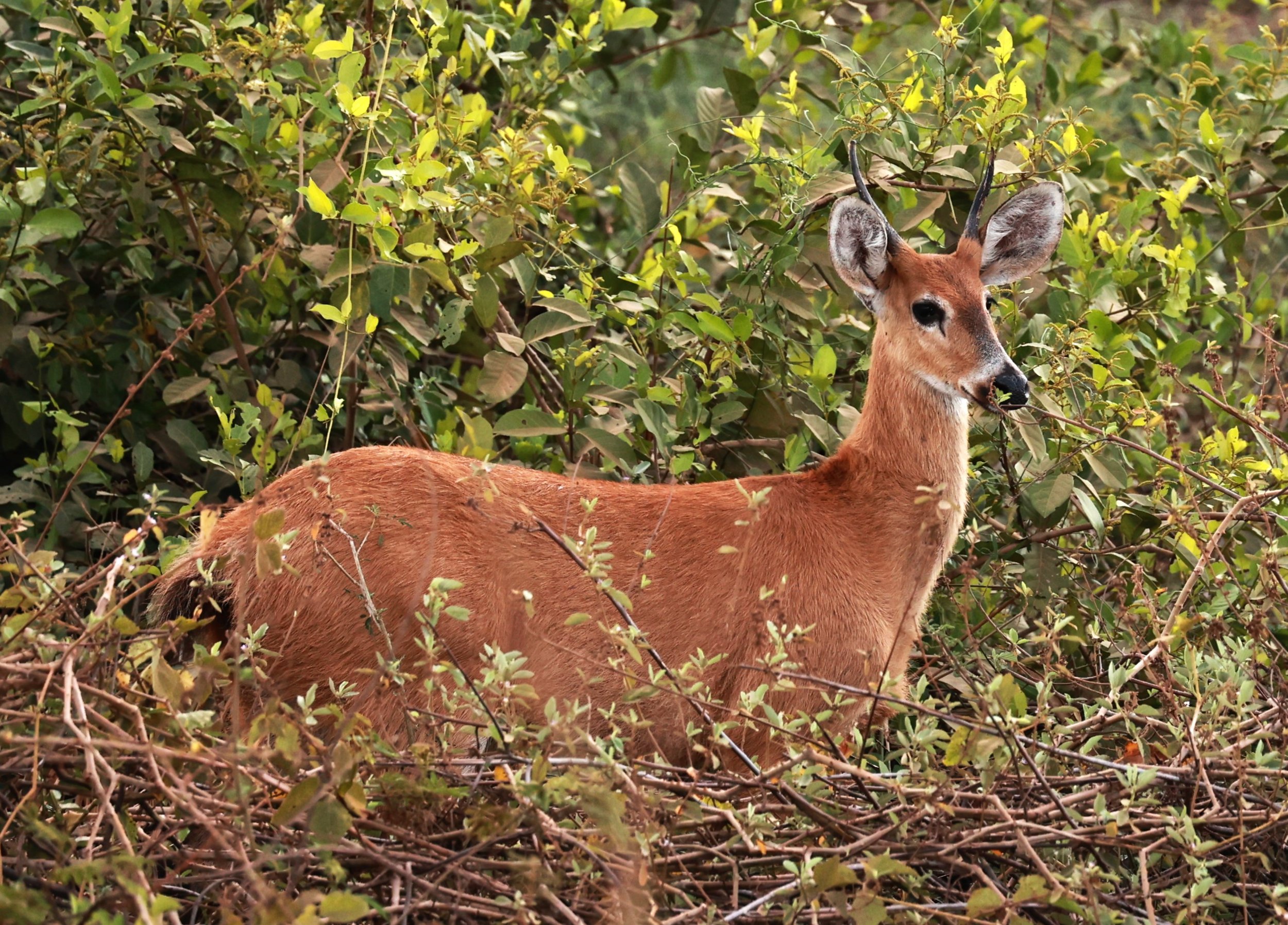 Blastocerus dichotomus - Marsh Deer - Northern Transpantaneira Pantanal (7).JPG
