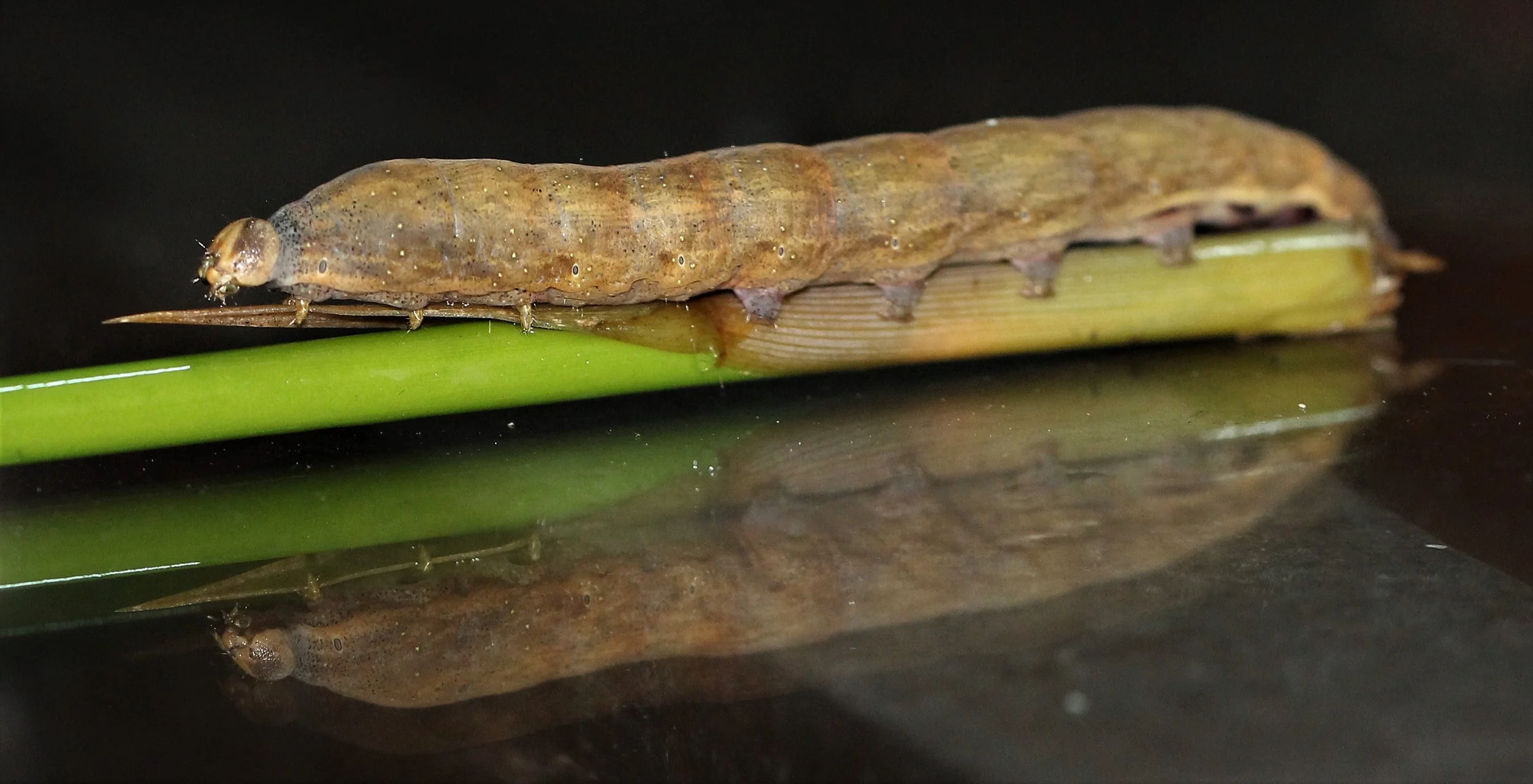 Lepidoptera - Koh Lanta The Other Side Villas (33).jpg