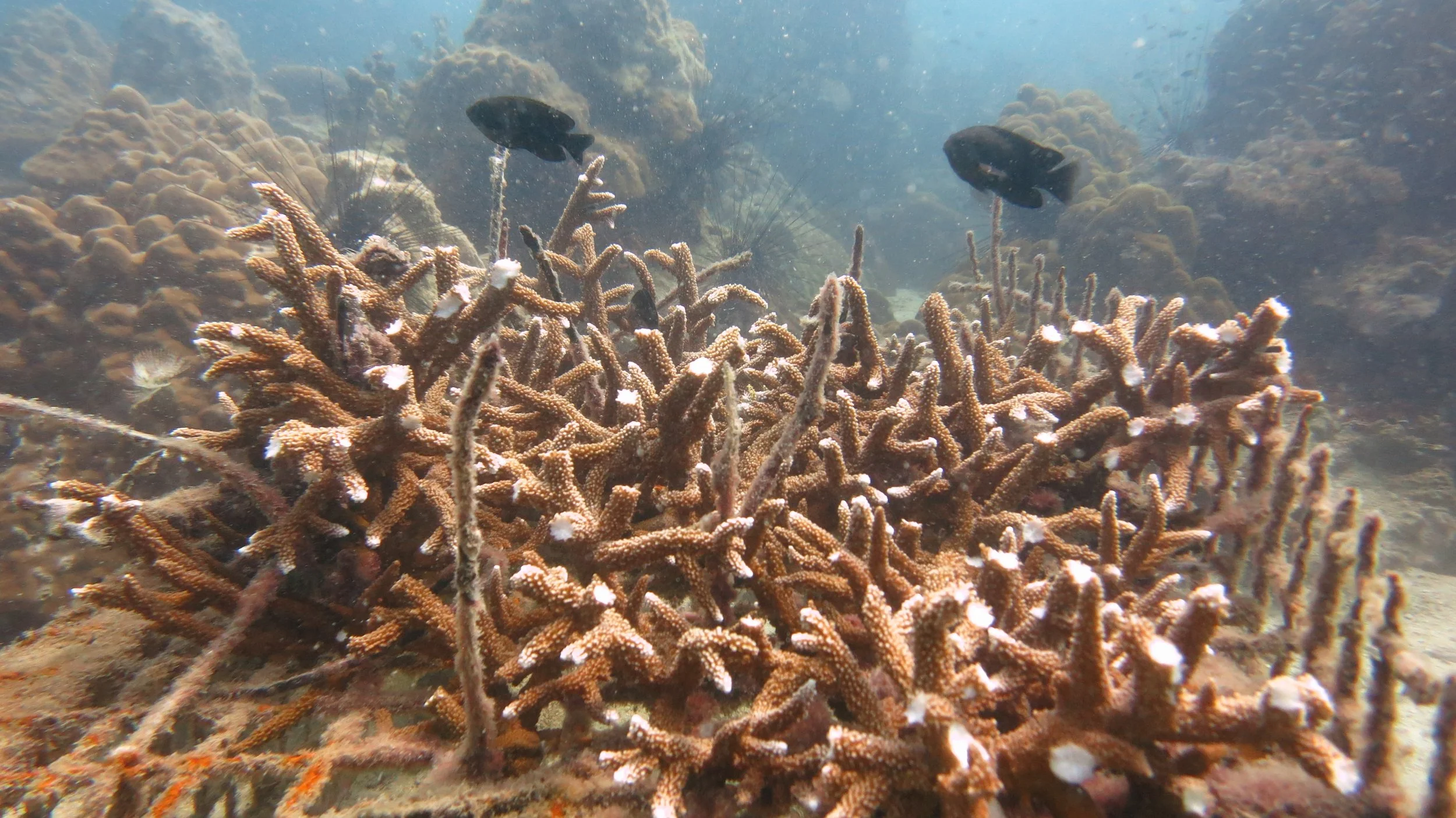 2016 BPS Satthahip Dive Trip with Marine Conservation Club (52).JPG