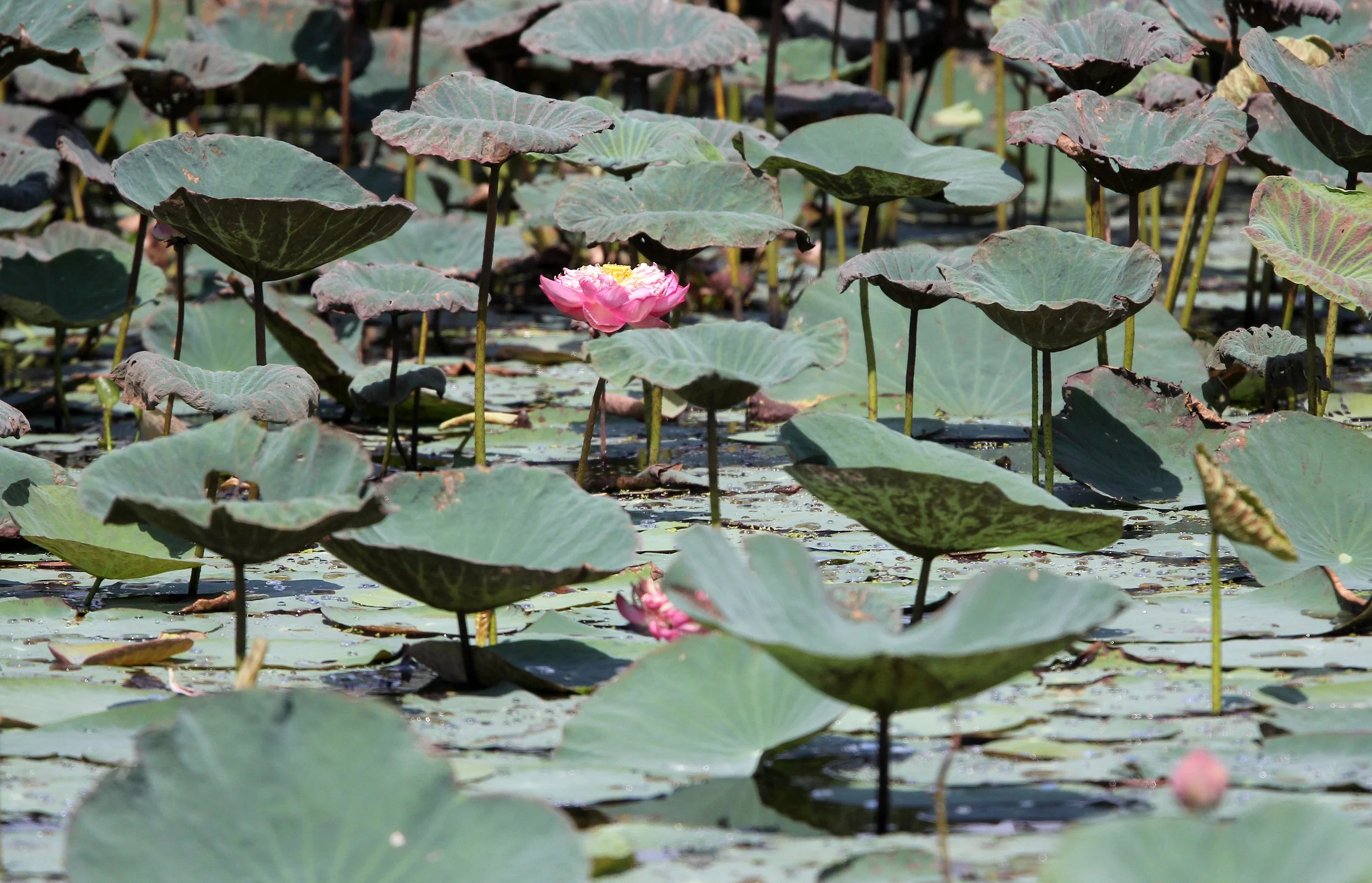 2015 Koh Lanta Summer Misc Images (593).JPG