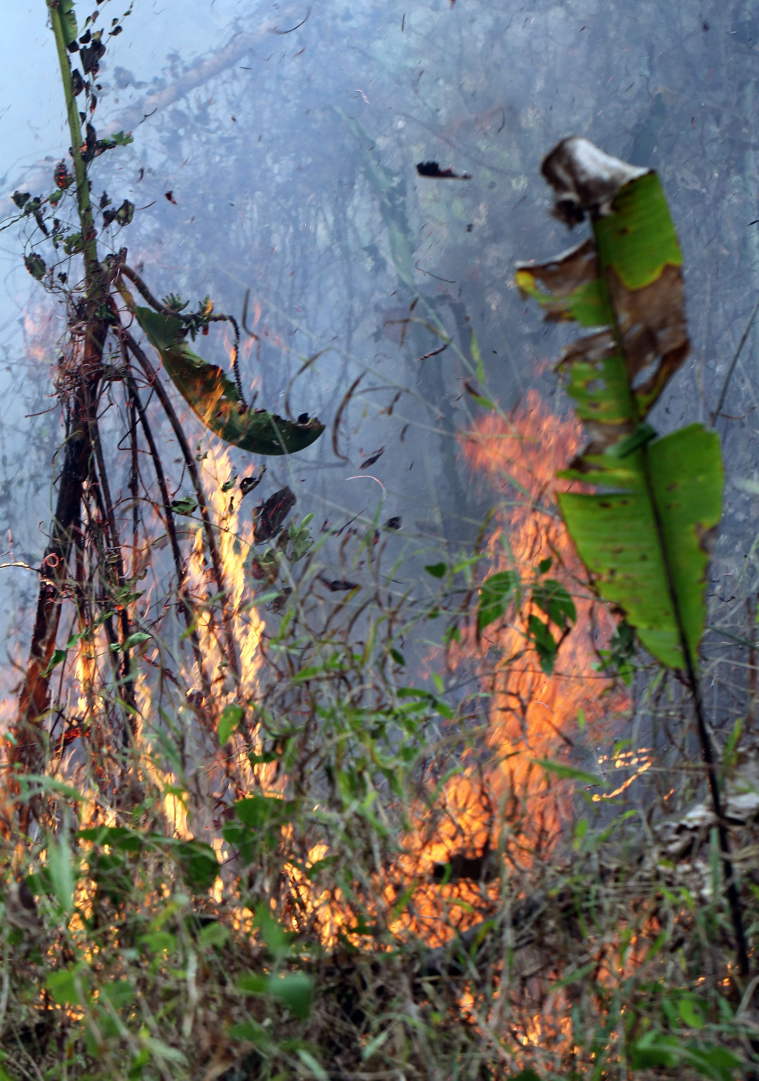 HUAI MAI DEE - HUAI KHA KHAENG - THAILAND (30).JPG