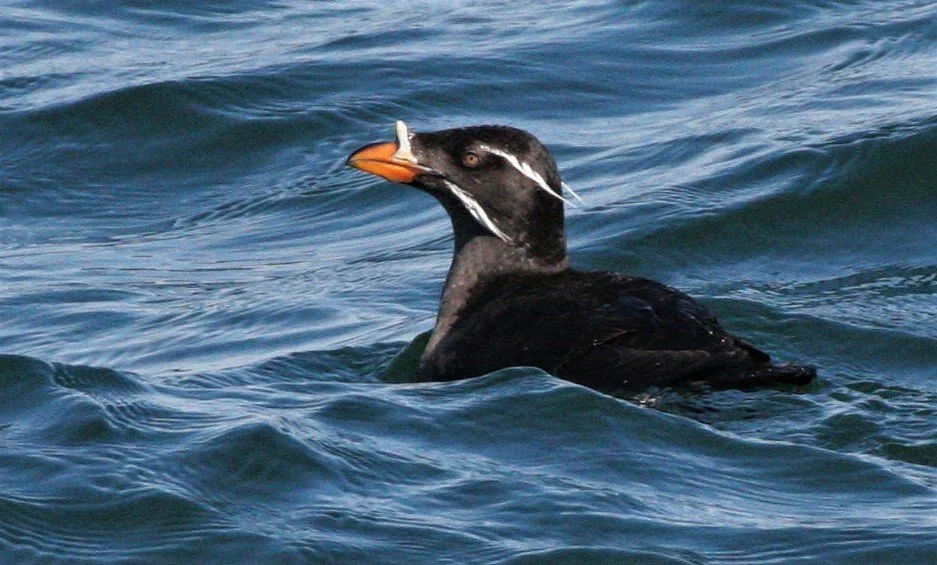Cerorhinca monocerata - RHINOCEROS AUKLET - SAN JUAN ISLANDS aa.jpg