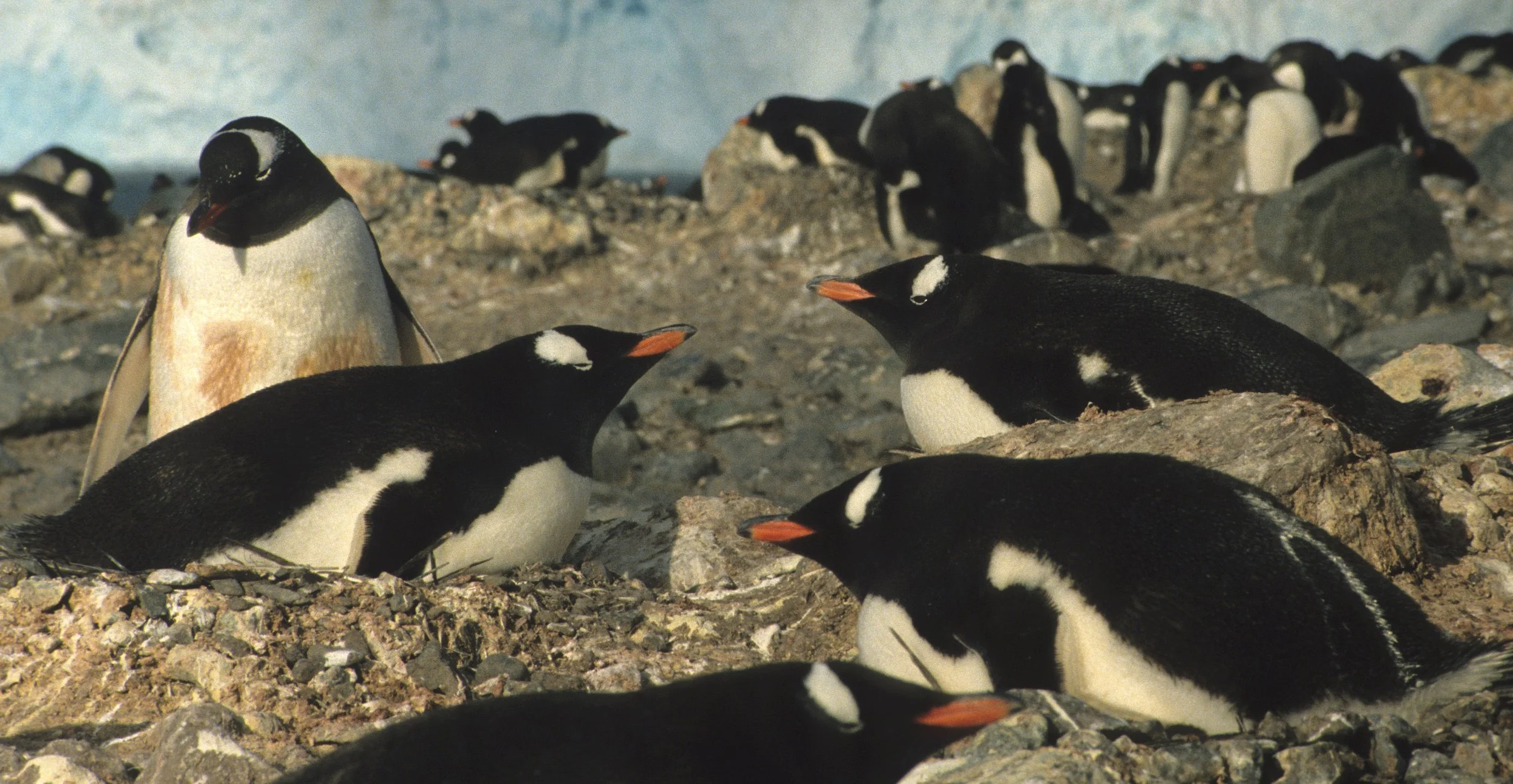 Gentoo Penguin (Pygoscelis papua) Danco Island Antarctic Peninsula (39).jpg