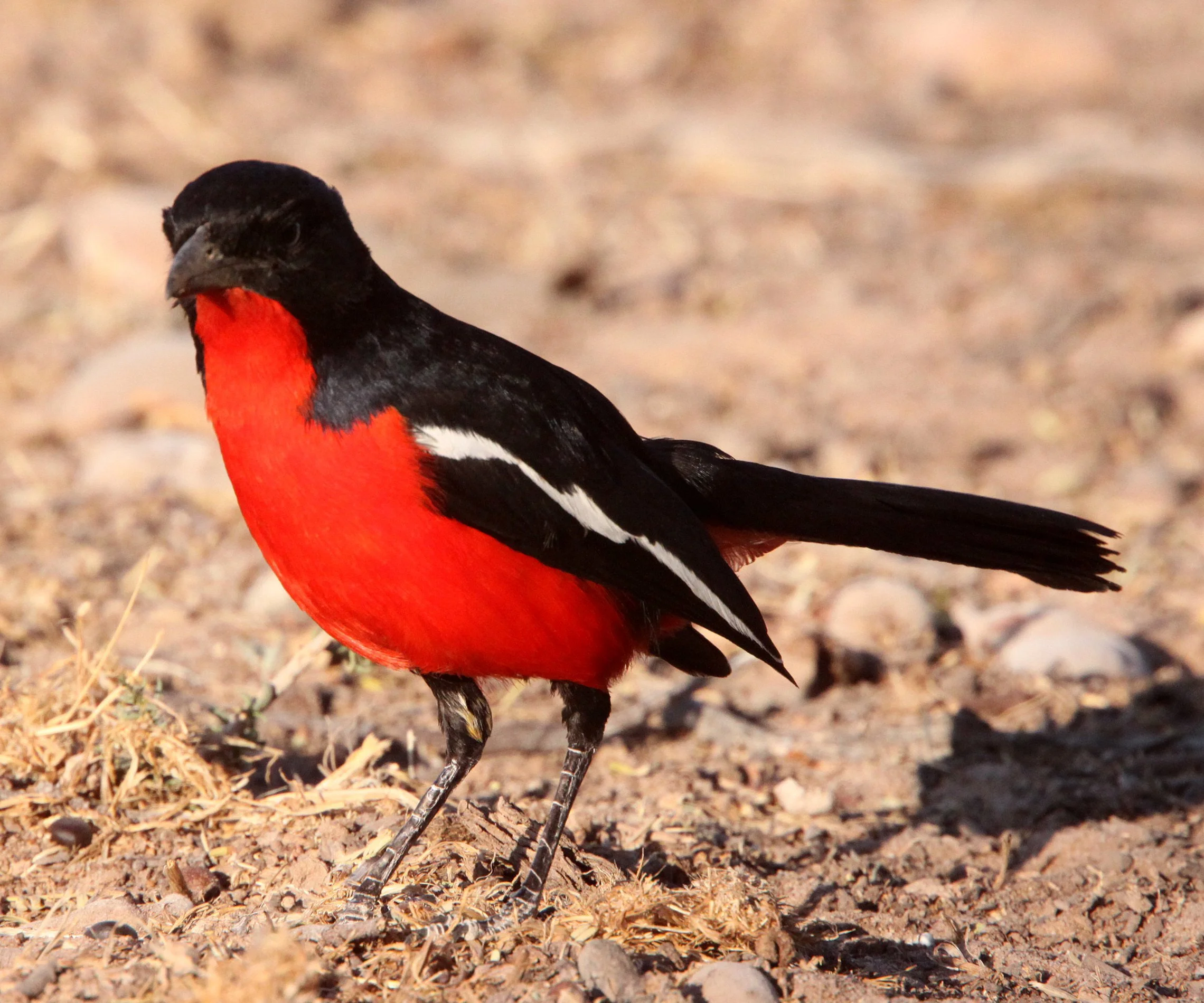 Crimson-breasted Shrike (Laniarius atrococcineus) Kgalagadi NP South Africa (10).JPG