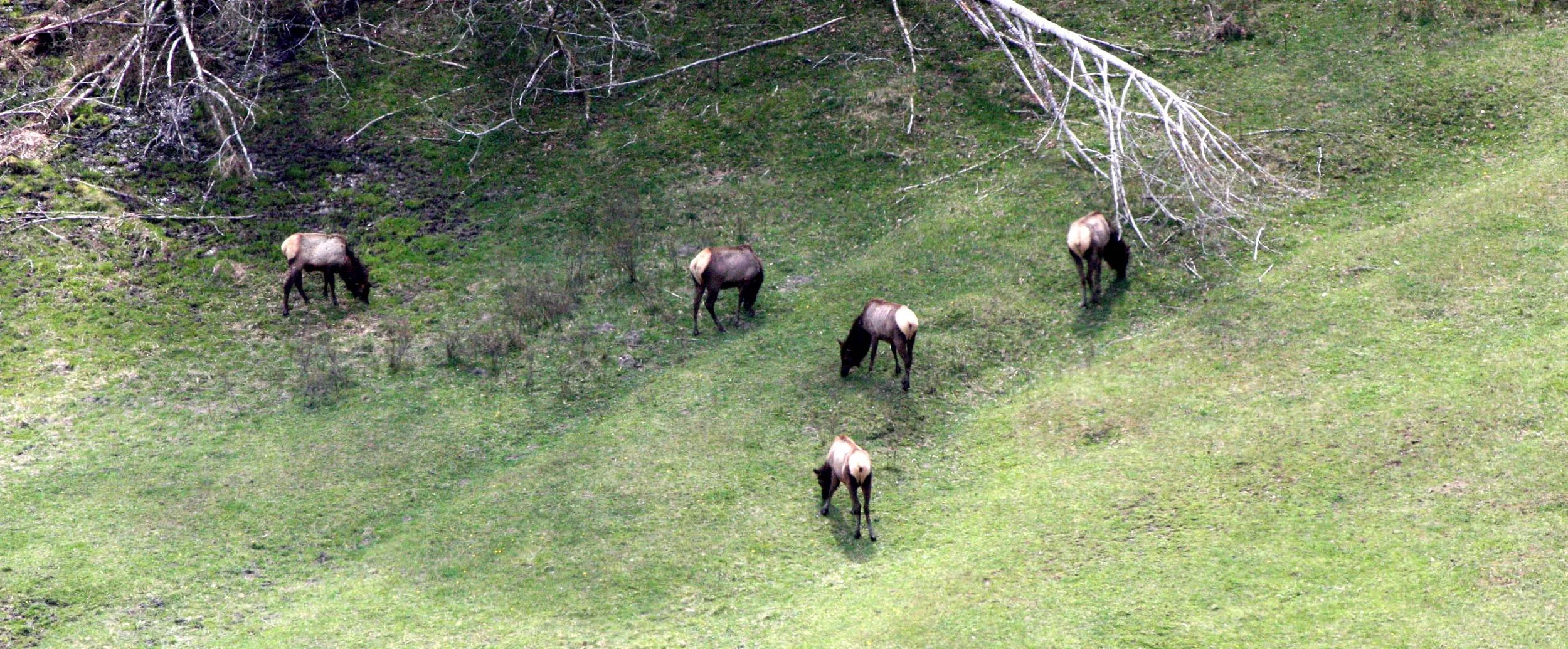 CERVID - ELK - ROOSEVELT ELK - ELWHA VALLEY WA.JPG