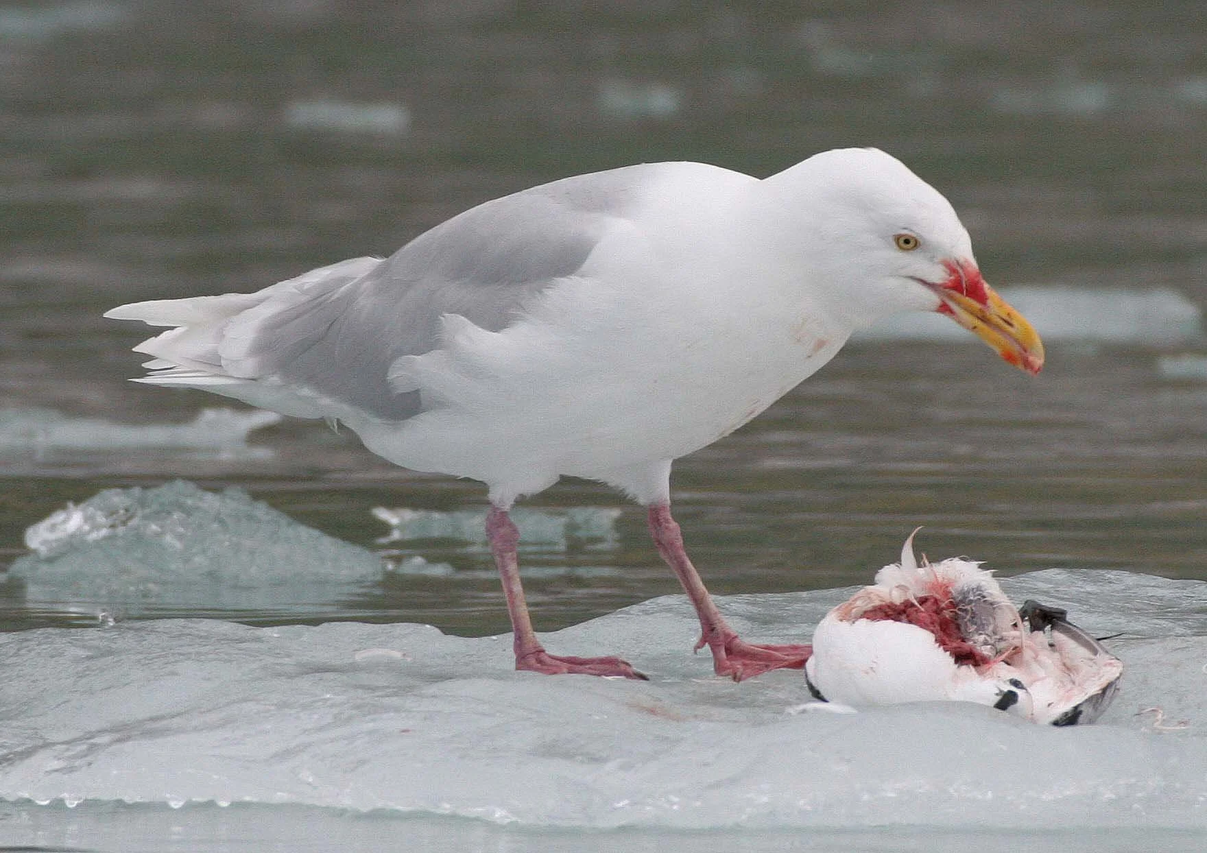 BIRD - GULL - GLAUCOUS GULL - SVALBARD (20).jpg