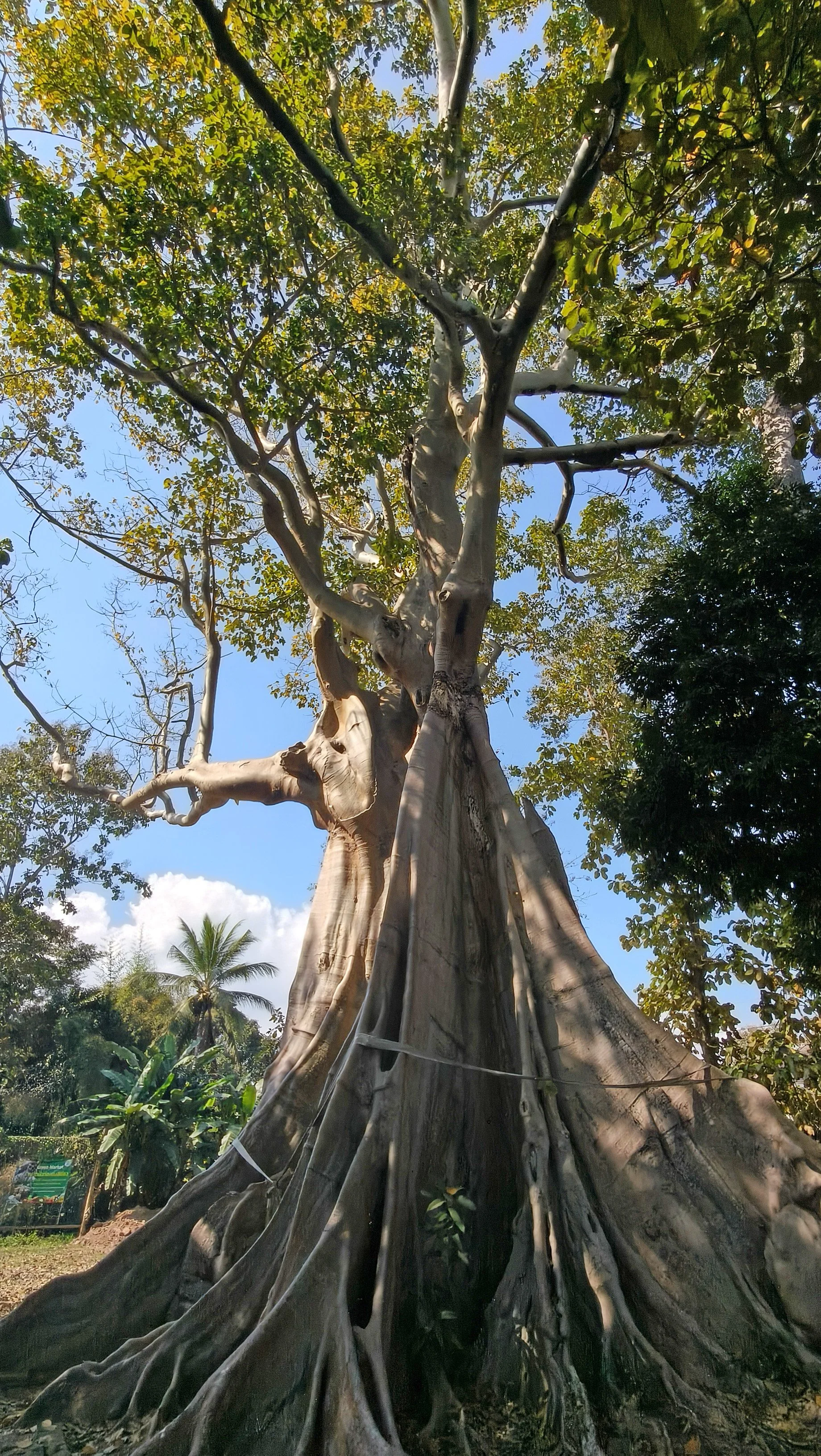Giant Ficus Tree - Western Phayao Province (2).jpg