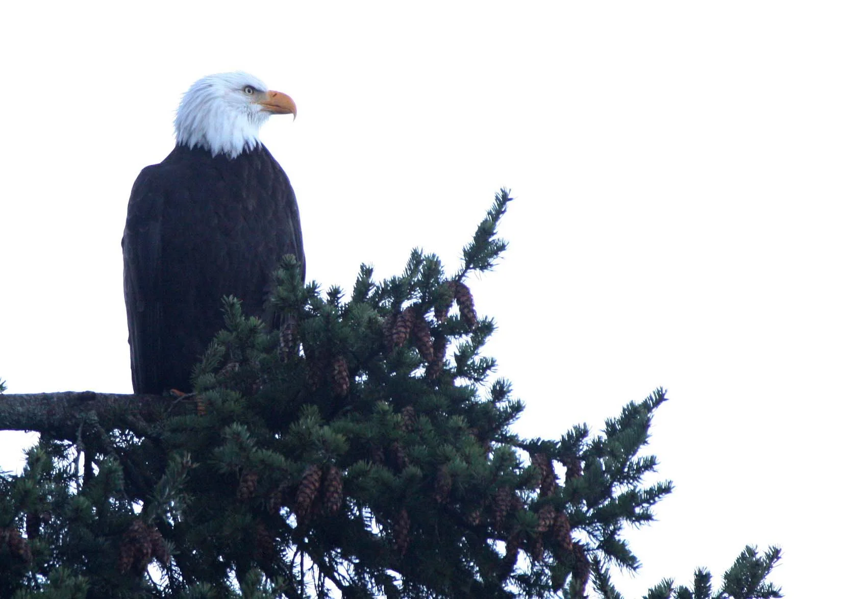 Haliaeetus leucocephalus - AMERICAN BALD EAGLE - CRESCENT LAKE WA (2).JPG