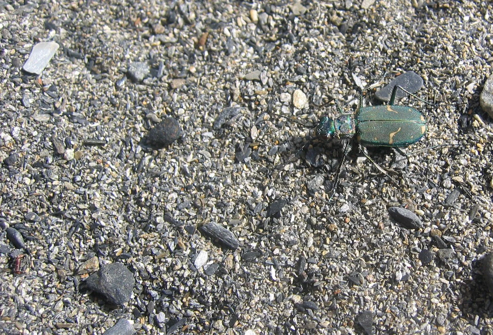 INVERTS - COLEOPTERA - CICCINDELA SPECIES (4).jpg