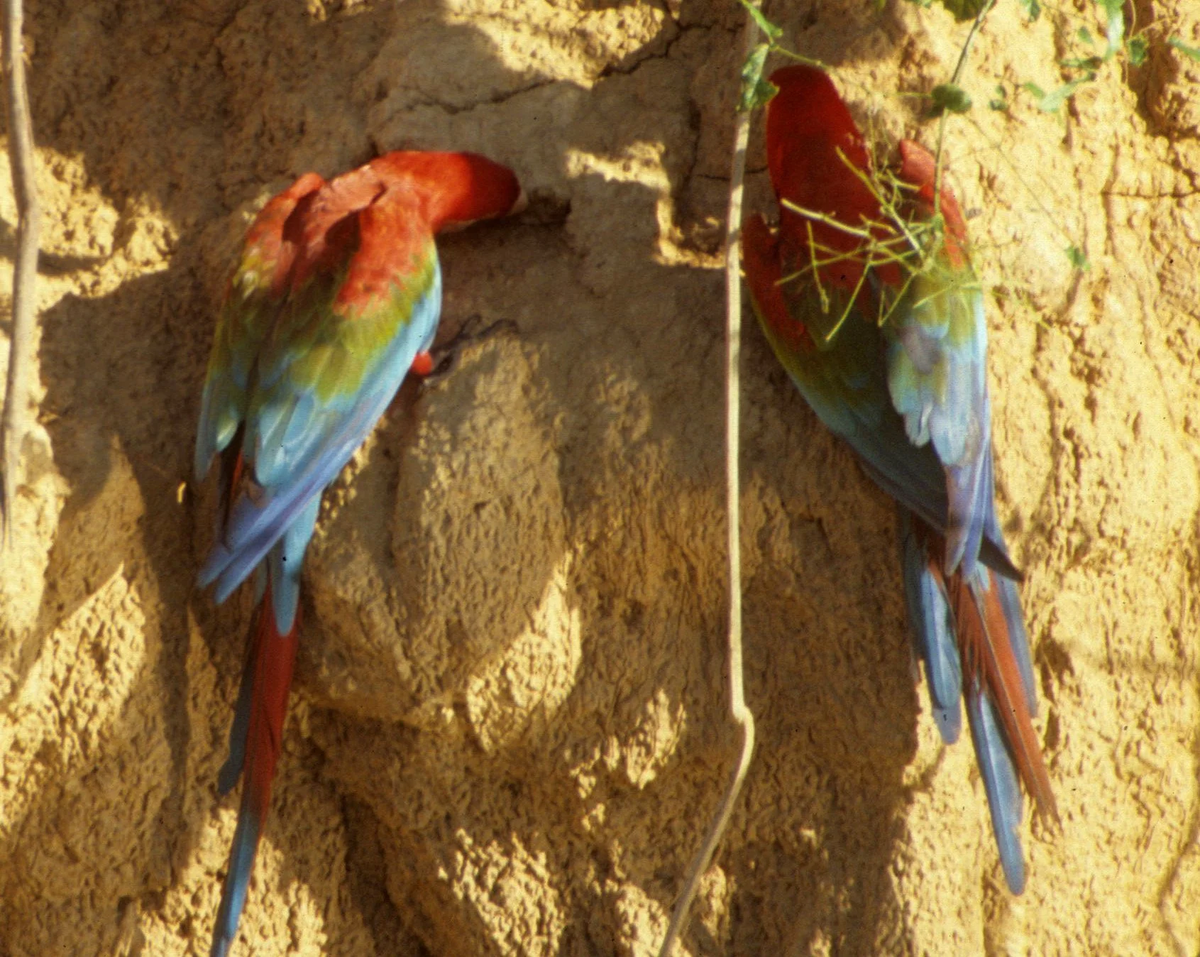 BIRD - MACAW - BLUE GREEN RED - MANU - MINERAL LICK A.jpg