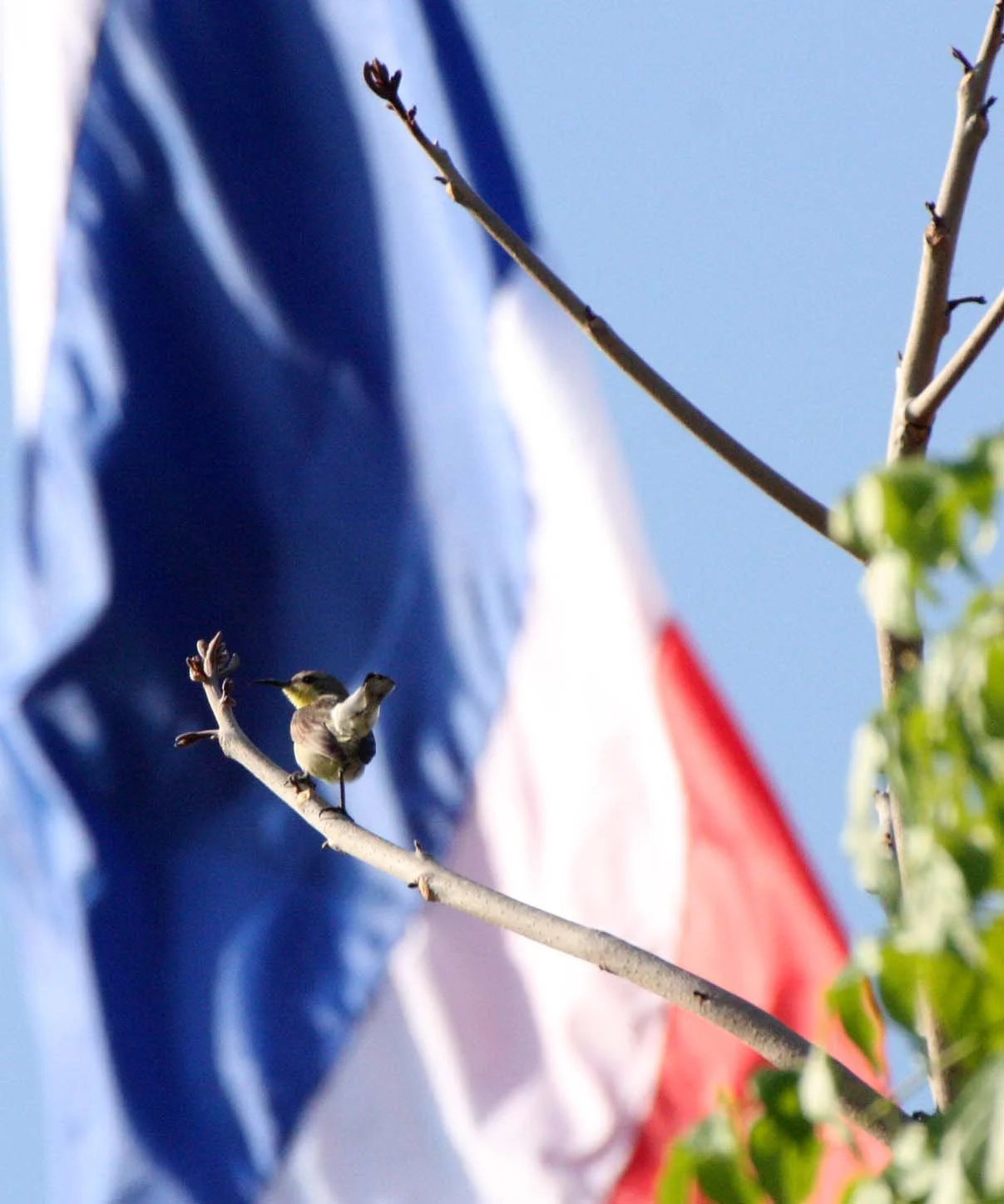 SUNBIRD - OLIVE-BACKED SUNBIRD - Nectarinia jugularis - KHAO SAM ROI YOT THAILAND (6).JPG