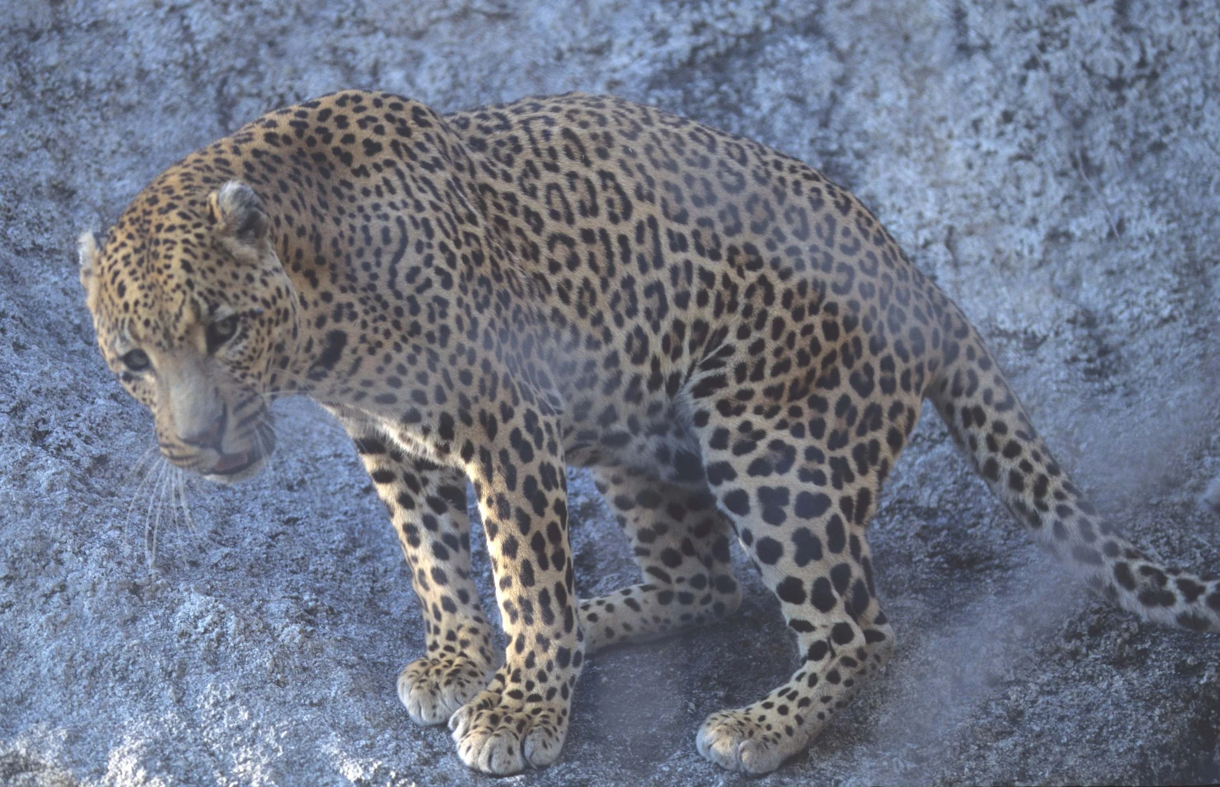 FELID - LEOPARD - ZIMBABWE (2).jpg