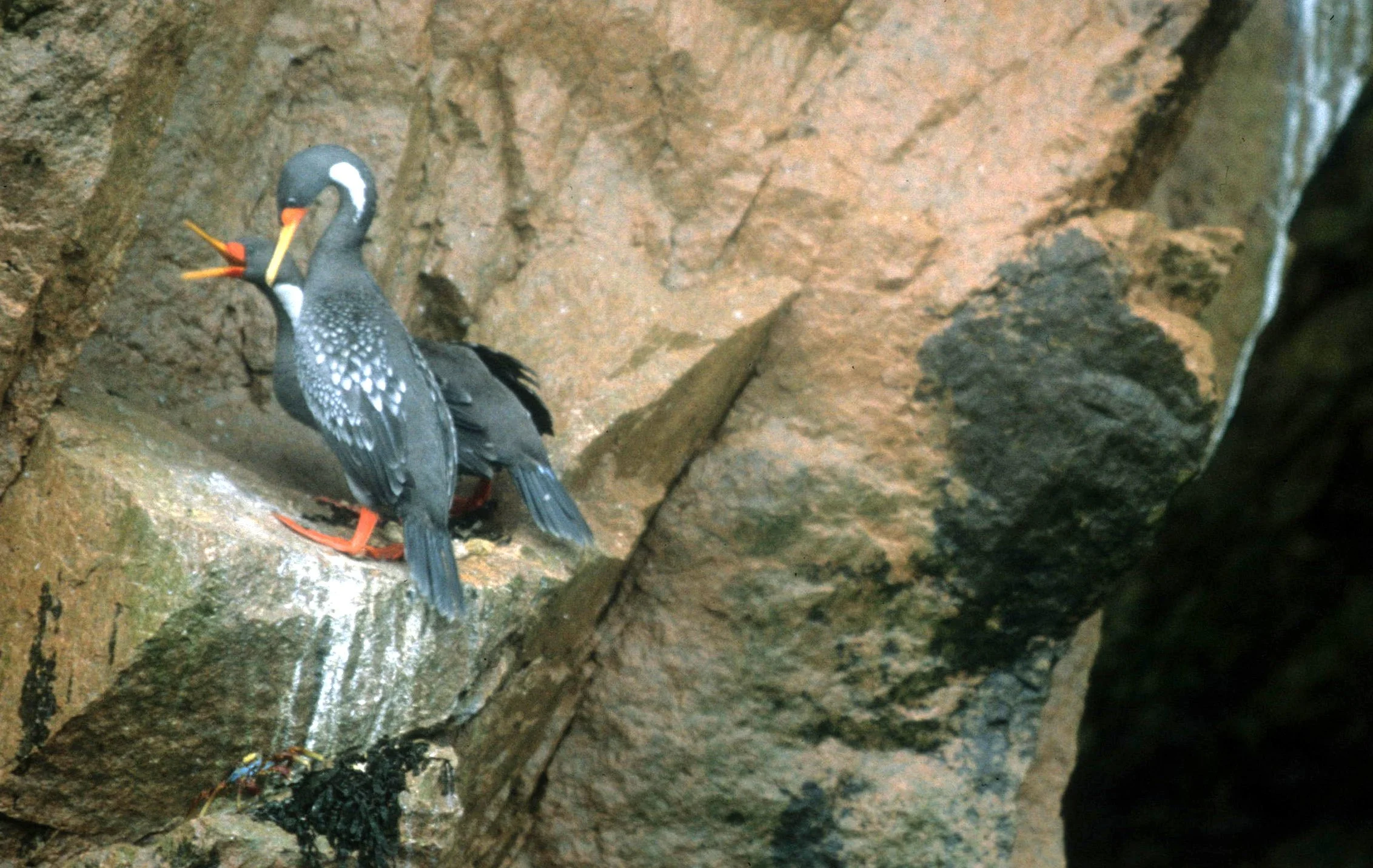 Poikilocarbo gaimardi - Cormorant - Red-legged Cormorant - Paracas Peru (1).jpg