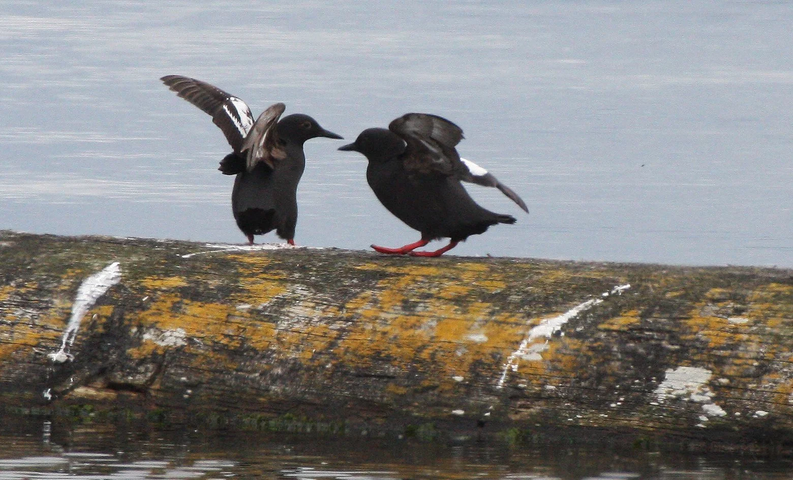 Cepphus columba adiantus - PIGEON GUILLEMOT - PORT ANGELES HARBOR WA (11).JPG