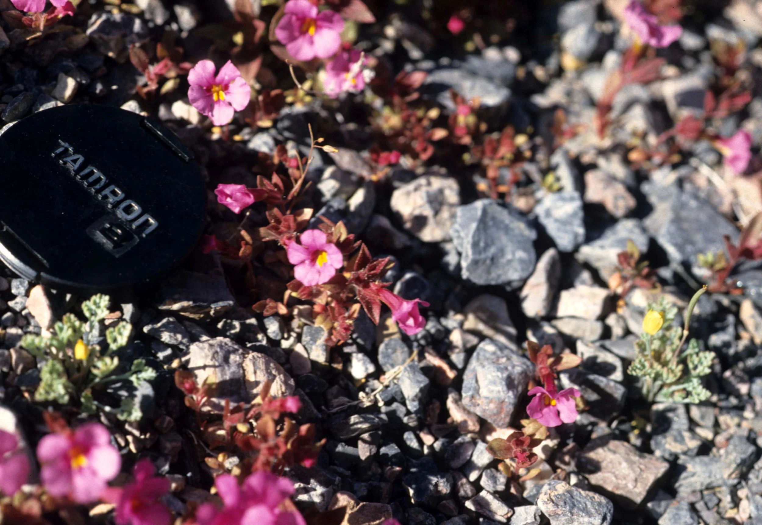 DEATH VALLEY - MIMULUS SPECIES.jpg