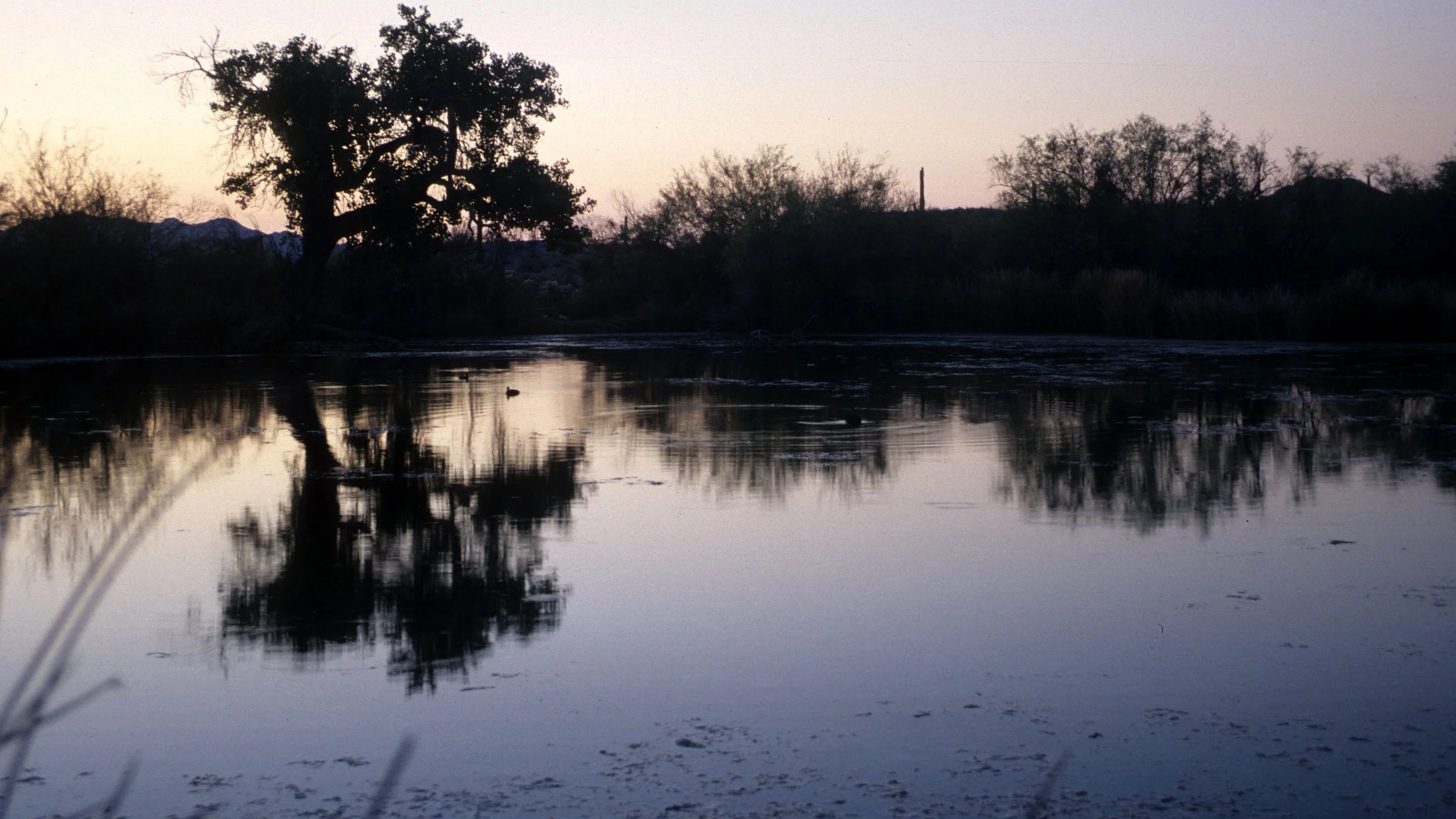 ORGAN PIPE CACTUS NP - QUITOBAQUITO  POND.jpg