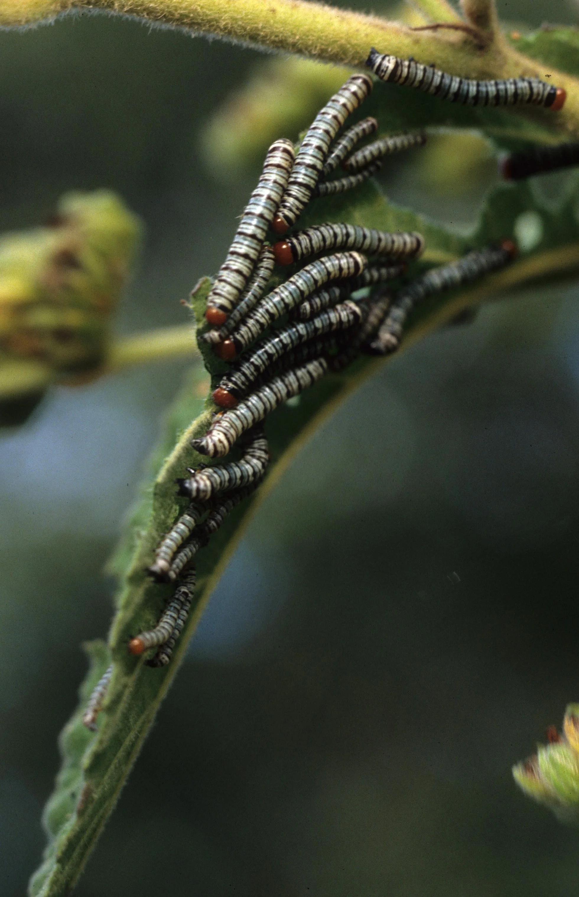 INVERT - LEP - TENT CATERPILARS - COSTA RICA.jpg