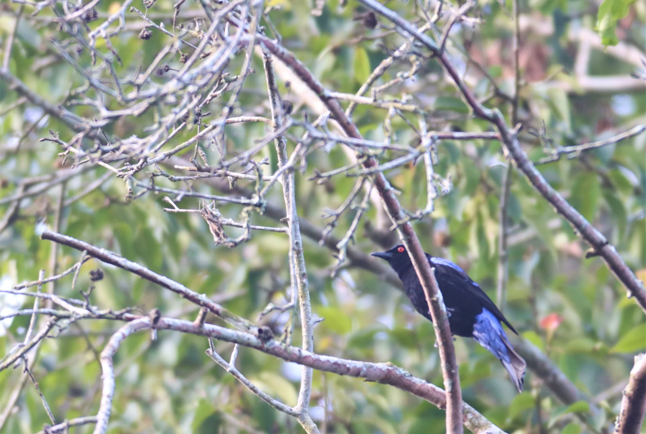 ASIAN FAIRY BLUEBIRD -  Irena puella - KHAO YAI NATIONAL PARK (8).jpg