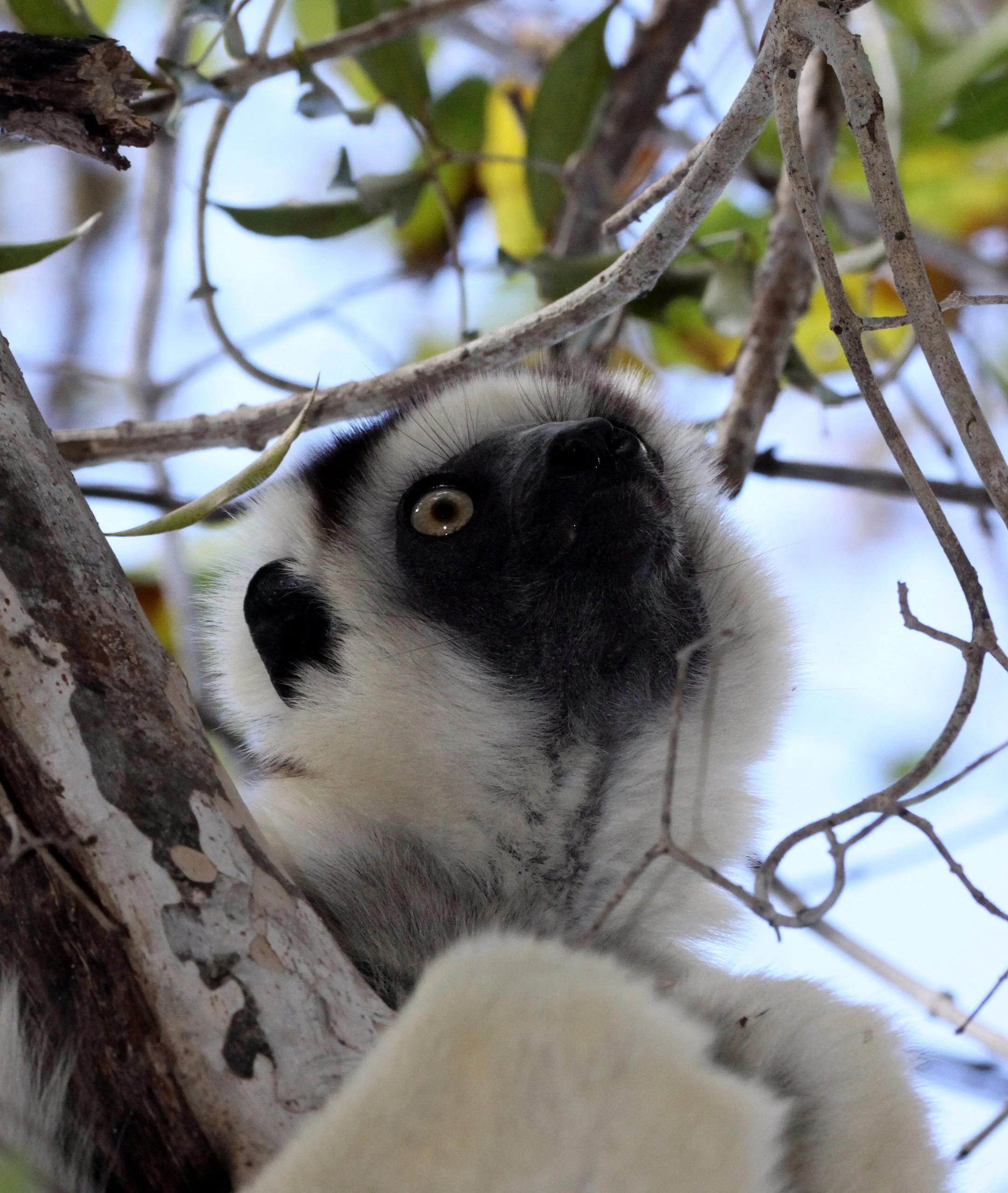 INDRIIDAE - Propithecus verreauxi - VERREAUX'S SIFAKA - KIRINDY NATIONAL PARK - MADAGASCAR (16).JPG