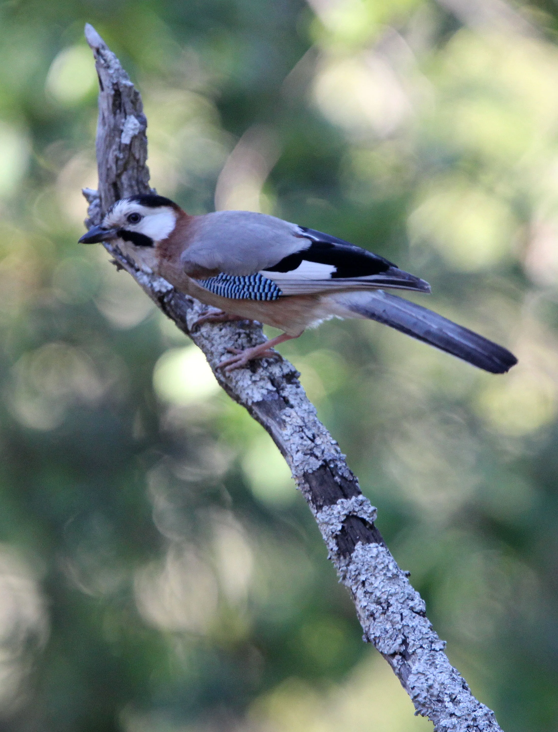 BIRD - EURASIAN JAY - FEIJIA NATIONAL PARK TUNISIA (2).JPG