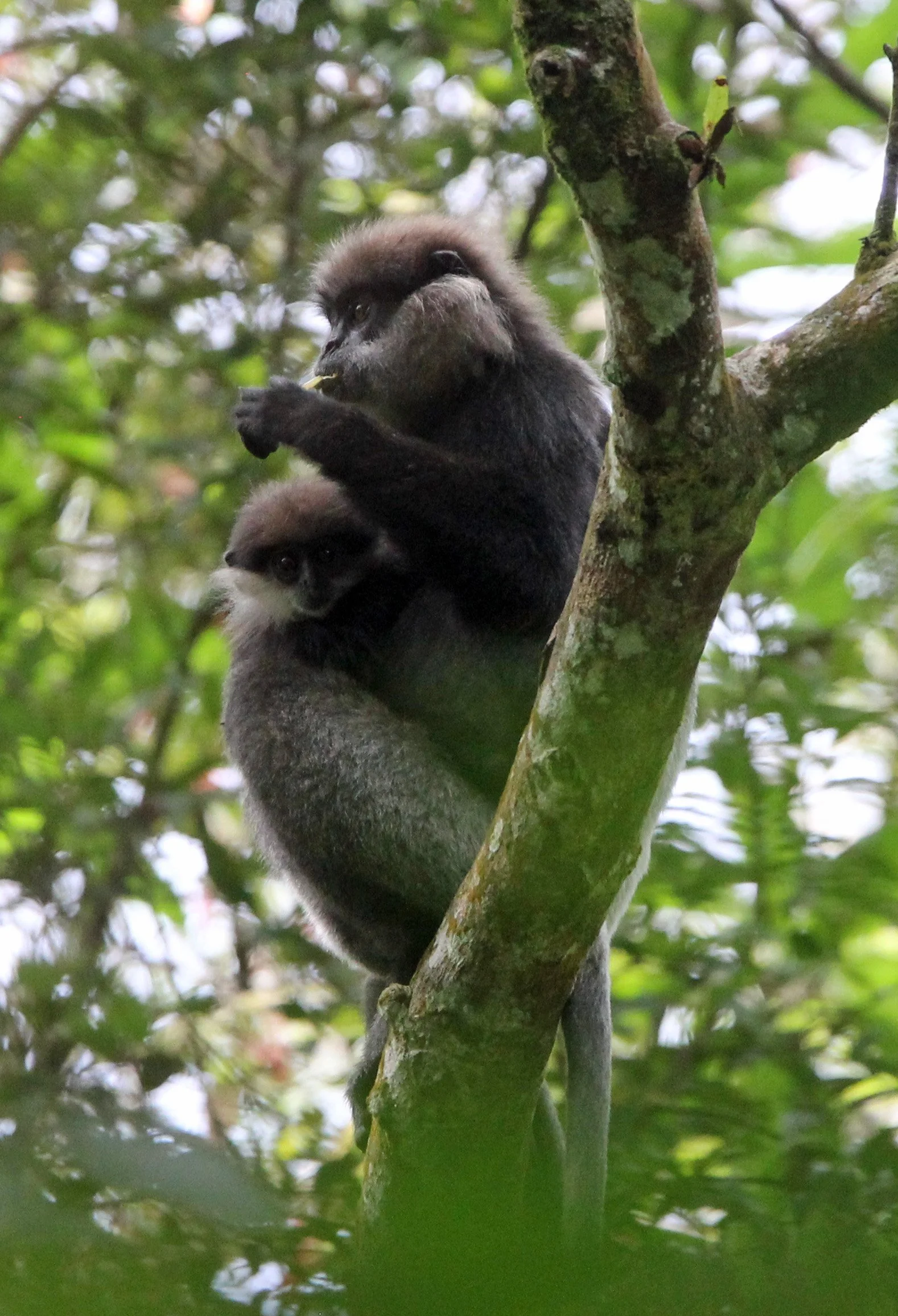 CERCOPITHECIDAE - Semnopithecus vetulus nestor - WET ZONE PURPLE-FACED LEAF MONKEY - SINGHARAJA NATIONAL PARK SRI LANKA (39).JPG