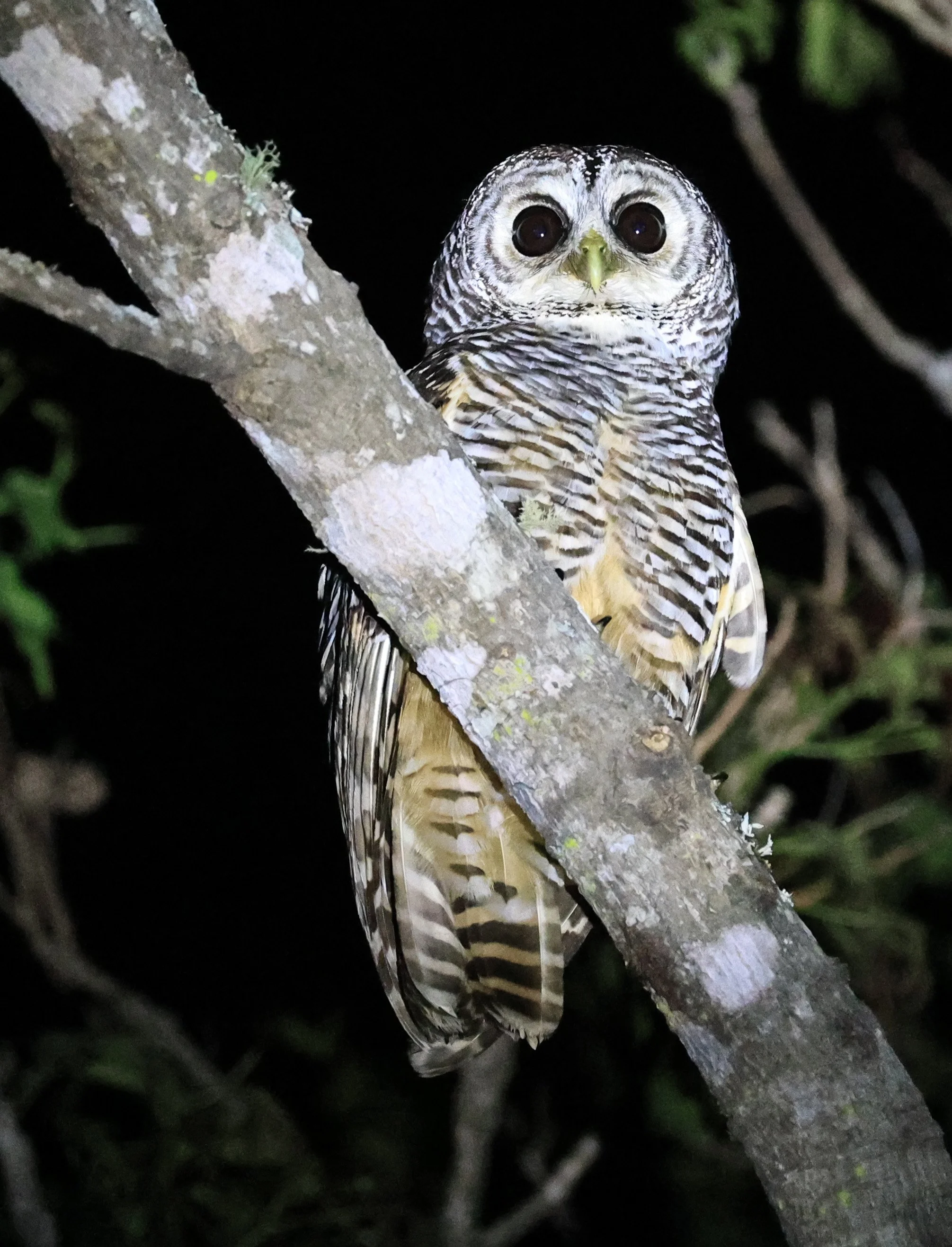 Chaco Owl (Strix chacoensis) Reserva Nueland  Selva Serena (39).jpg