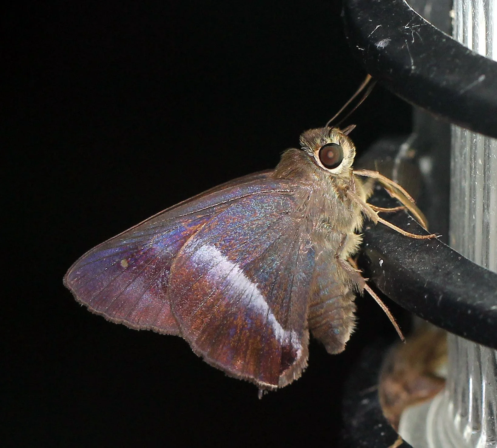 Hesperiidae - Hasora badra - Koh Lanta, Thailand