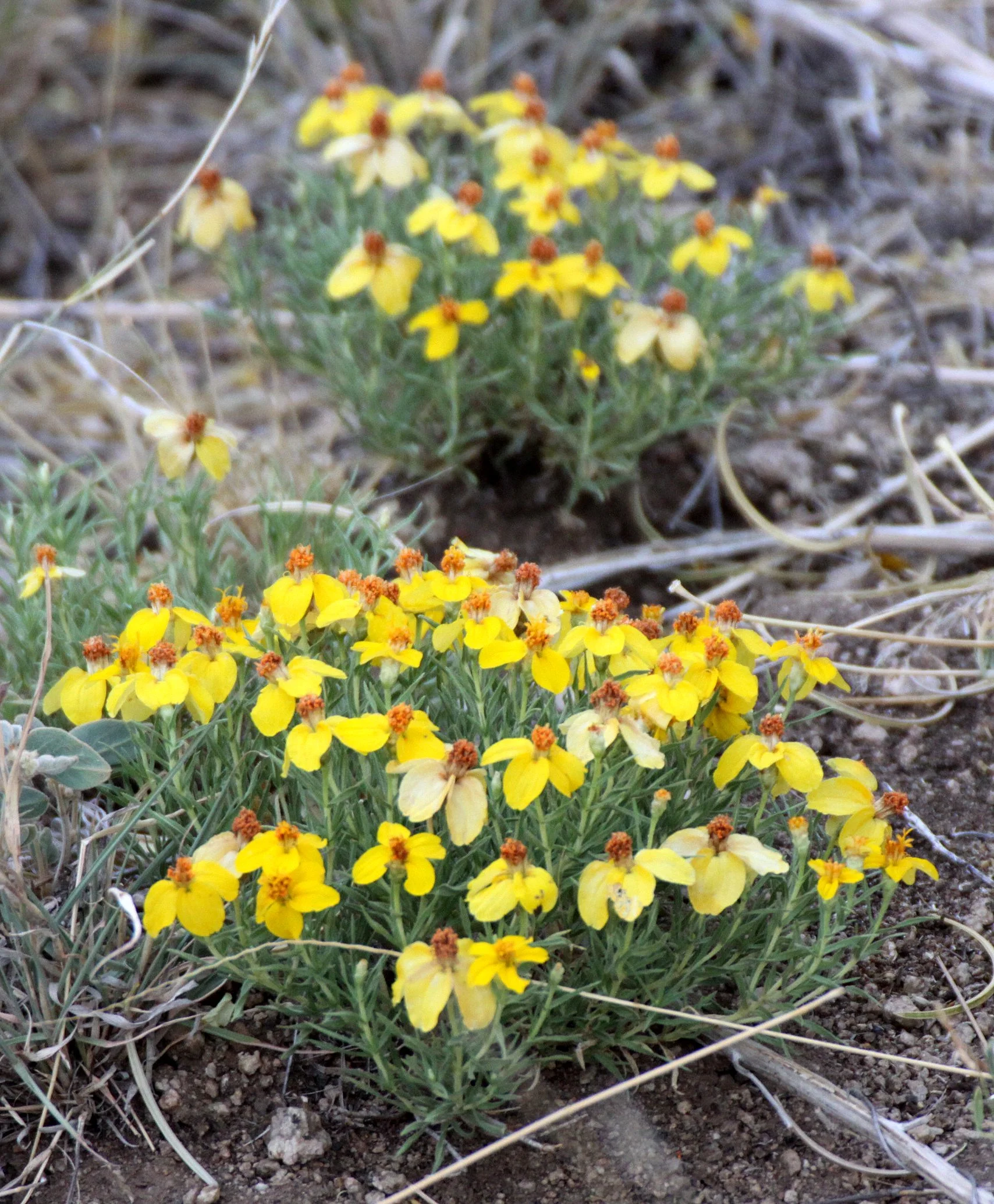 PLANT SPECIES - UNIDENTIFIED - AGUIRRE SPRINGS NEW MEXICO.JPG