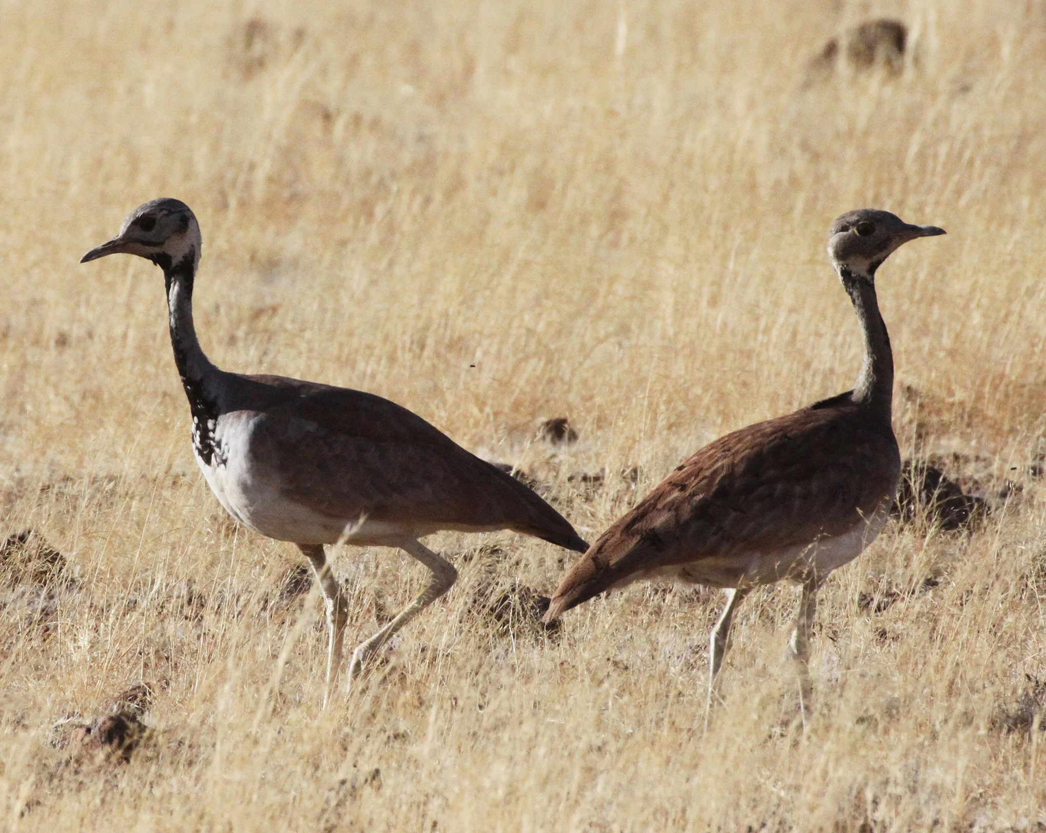 Ruppell's Korhaan (Eupodotis reupellii) Damaraland Namibia (18).JPG
