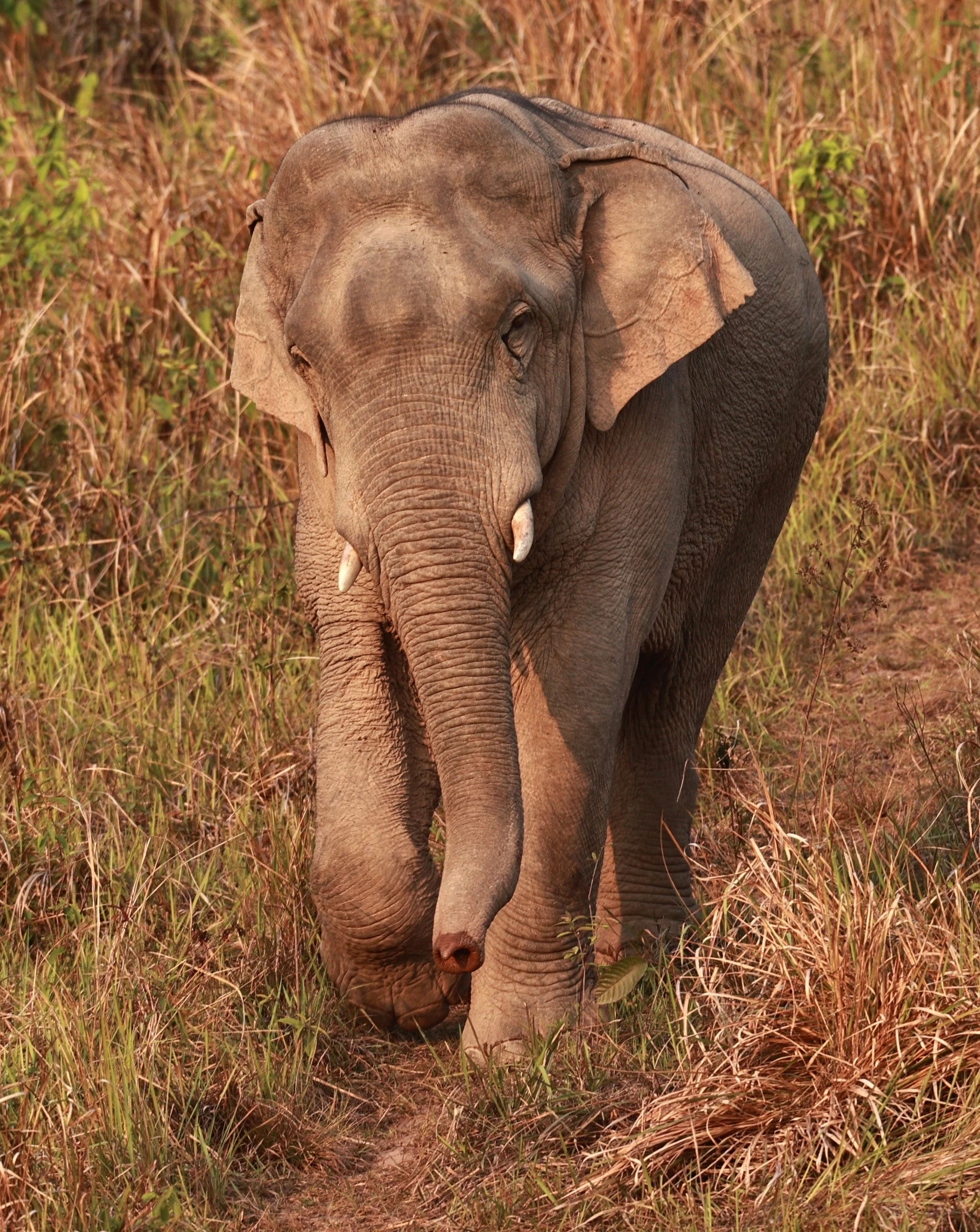 Asian Elephant (Elephas maximus) Khao Yai National Park, Thailand (47).jpg