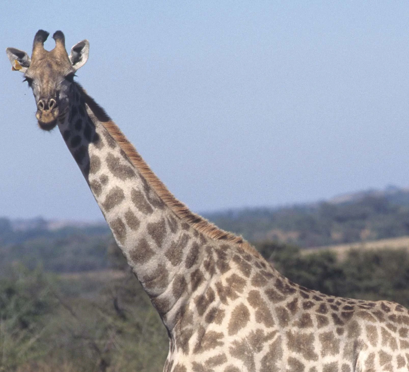 GIRAFFE-SOUTHERN - KRUGER 1A.jpg