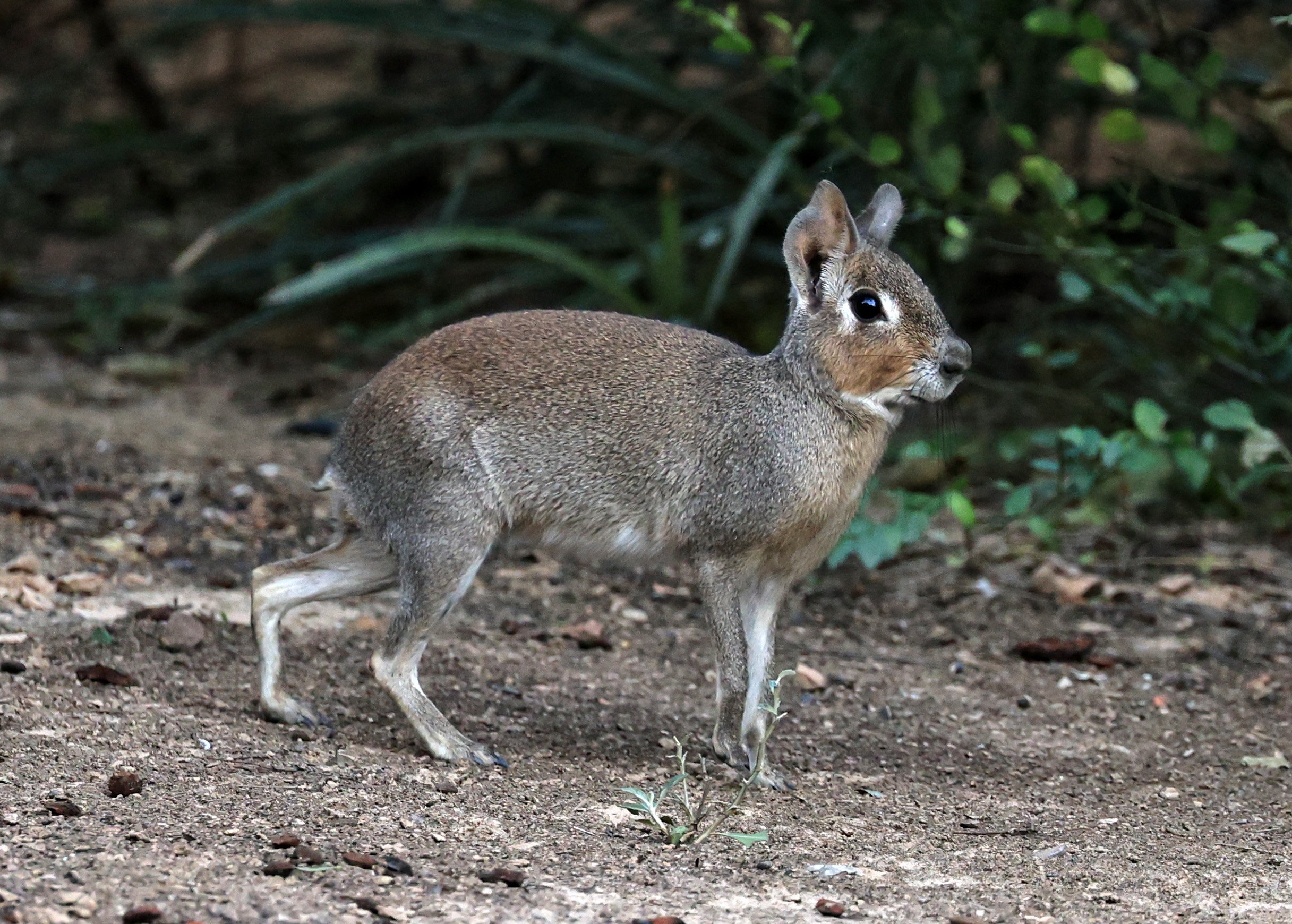Chacoan Mara (Dolichotis salinicola) Hotel Campestre Iparoma Paraguay (26).jpg