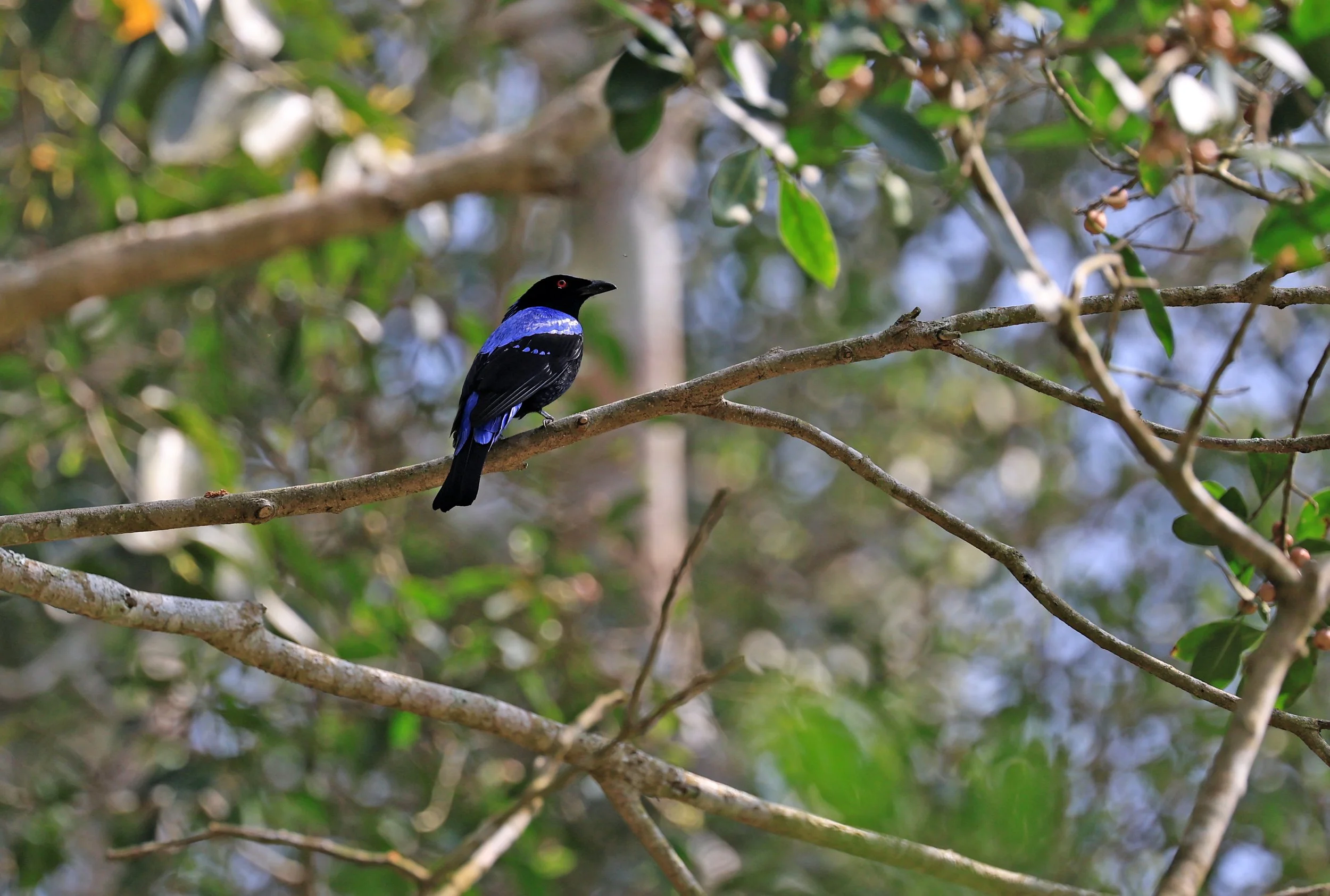 Asian Fairy-bluebird (Irena puella) Khao Yai National Park Feb 2026 Day 2 (12).jpg