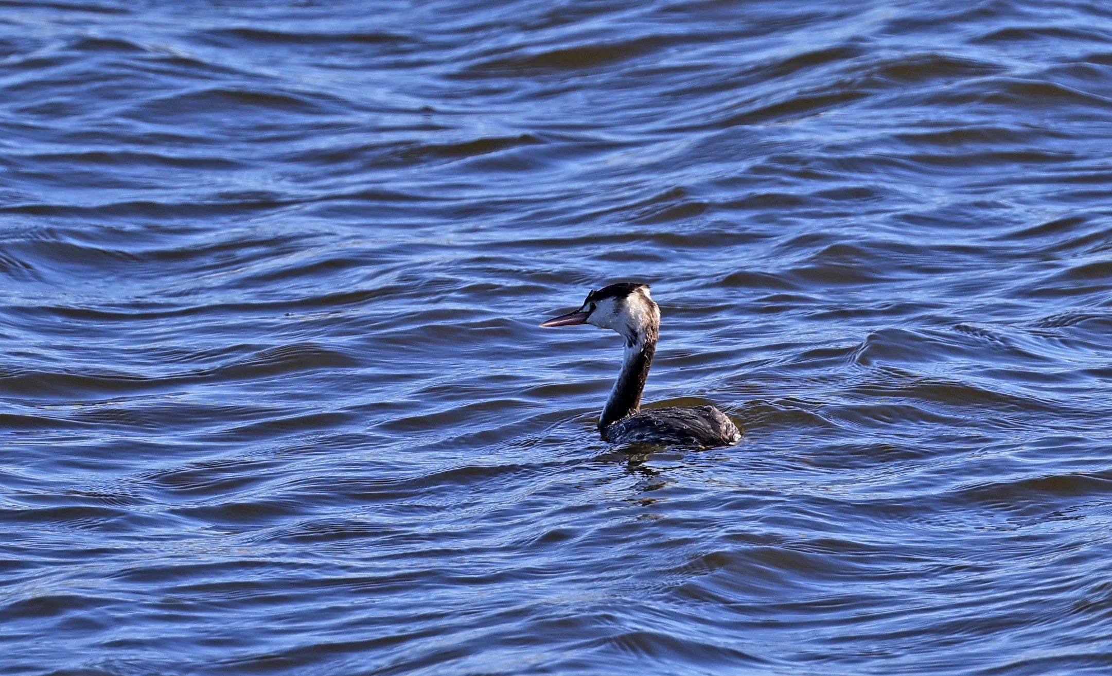 Great Crested Grebe (Podiceps cristatus) Shimotonda Sadowaracho Birding Ponds Miyazaki Kyushu Japan (3).jpg