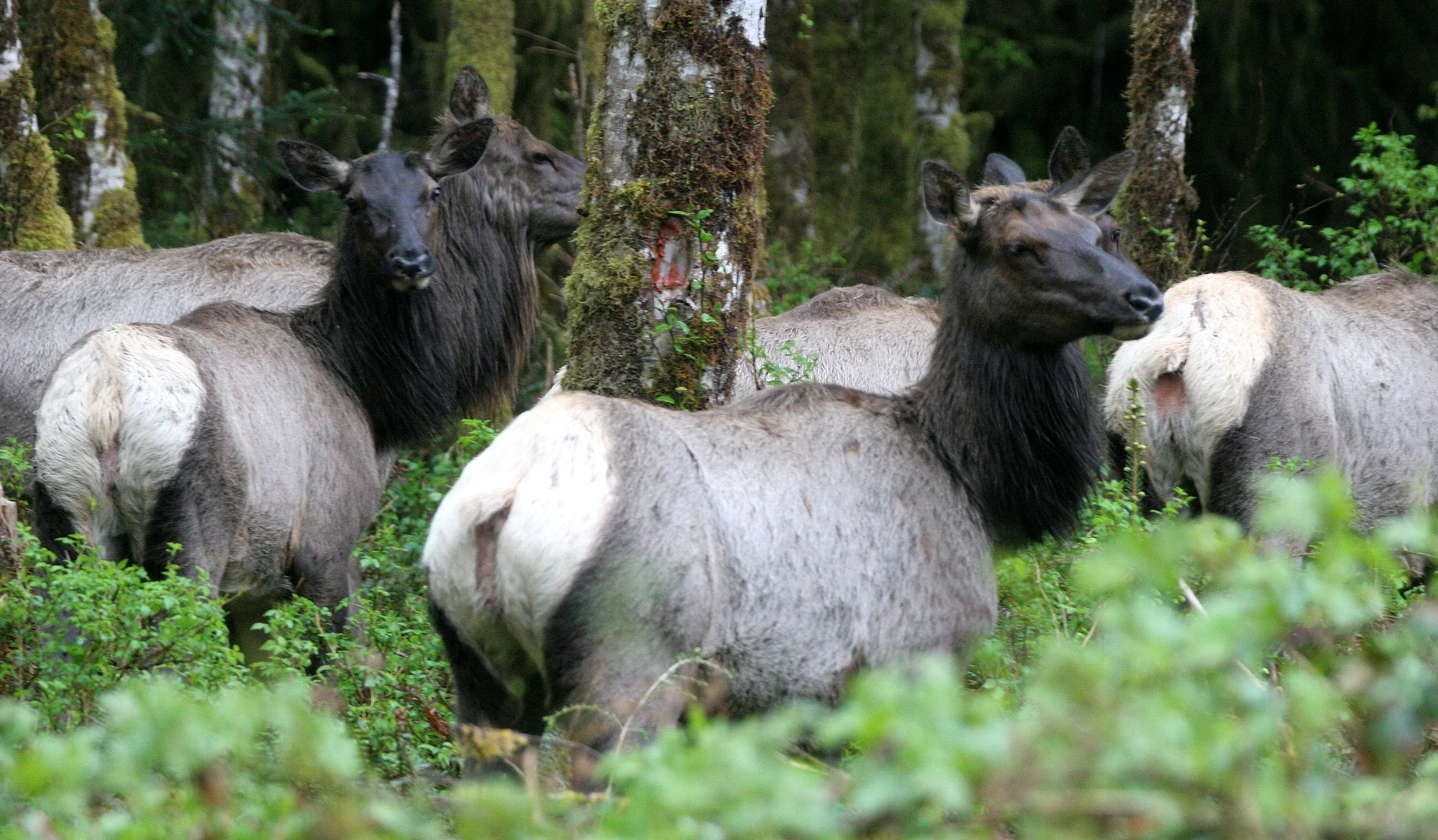 CERVID - ELK - ROOSEVELT ELK - CERVUS ELAPHUS ROOSEVELTI - HOH RIVER VALLEY - ONP WA (134).JPG